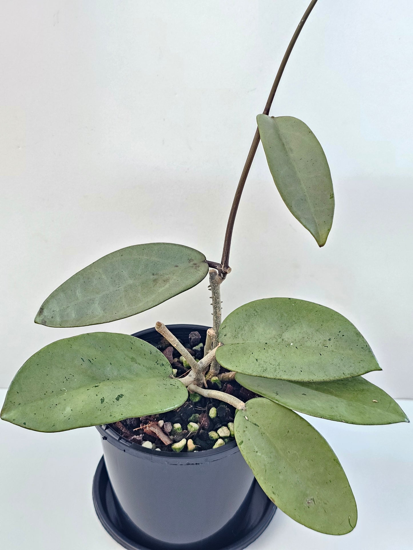 Hoya 'Silver Dollar'