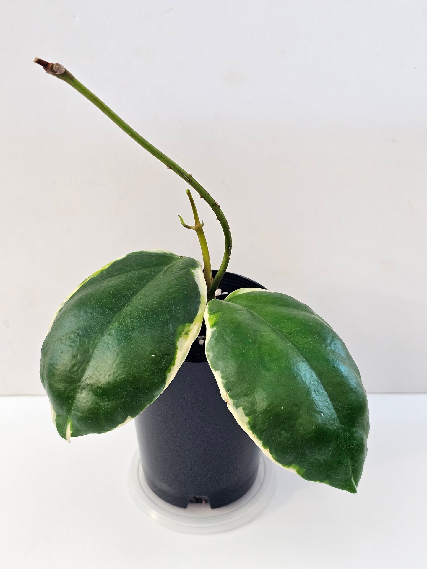 Hoya incrassata Albomarginata (Eclipse)