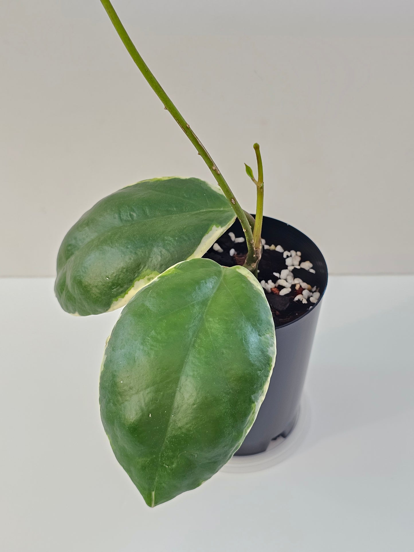 Hoya incrassata Albomarginata (Eclipse)