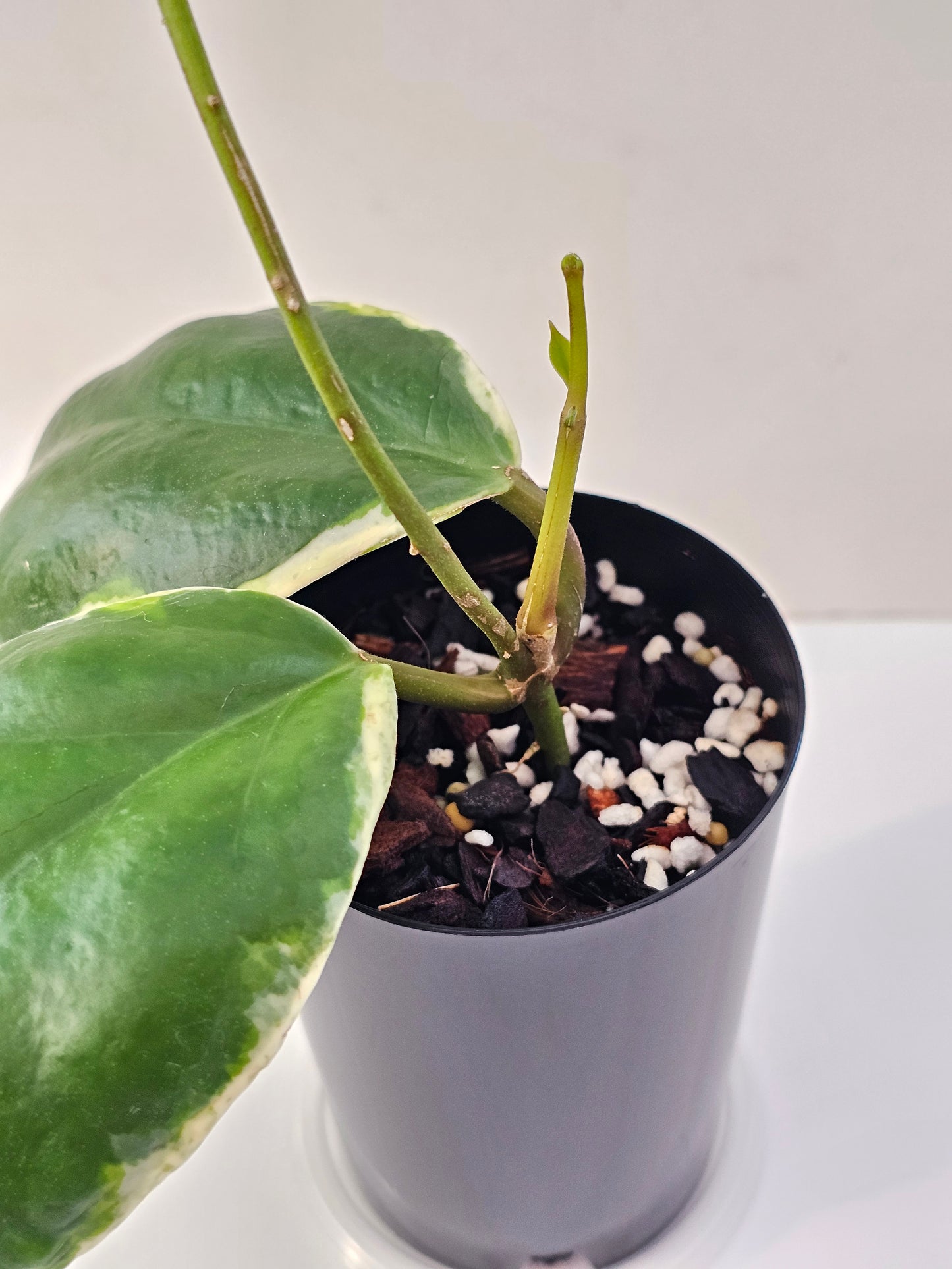 Hoya incrassata Albomarginata (Eclipse)