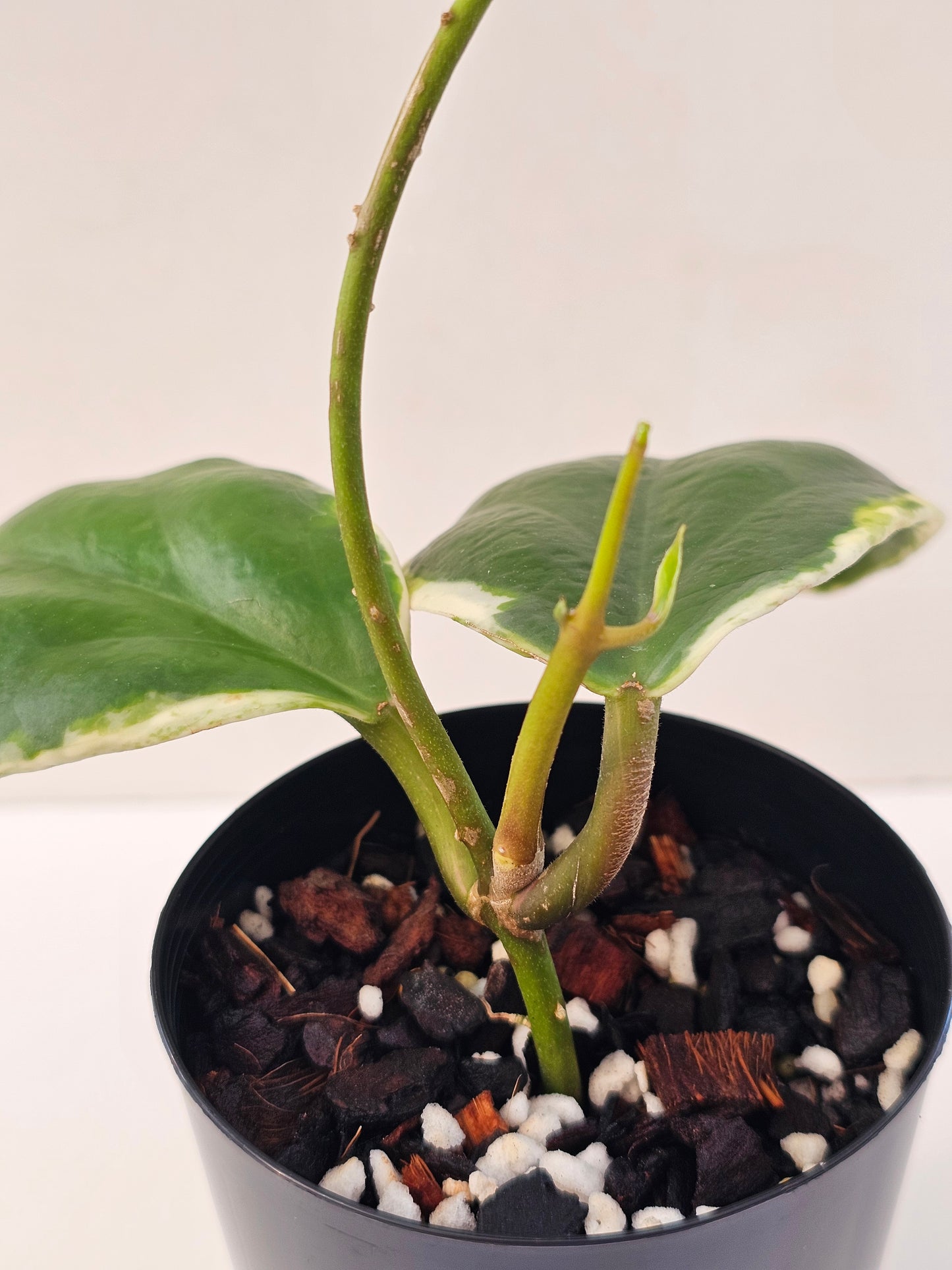 Hoya incrassata Albomarginata (Eclipse)