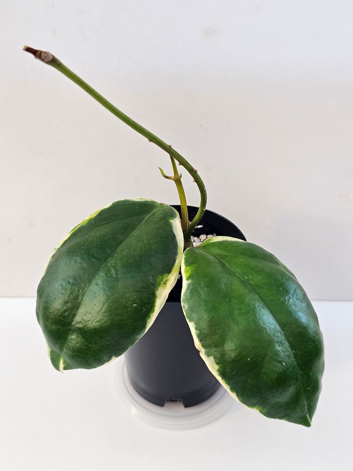 Hoya incrassata Albomarginata (Eclipse)