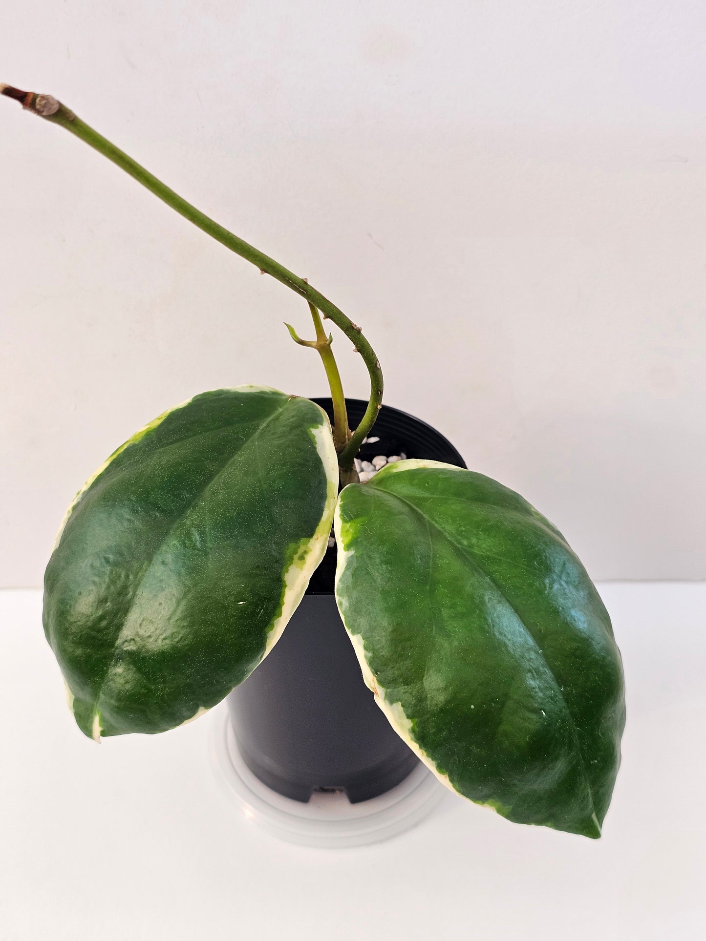 Hoya incrassata Albomarginata (Eclipse)