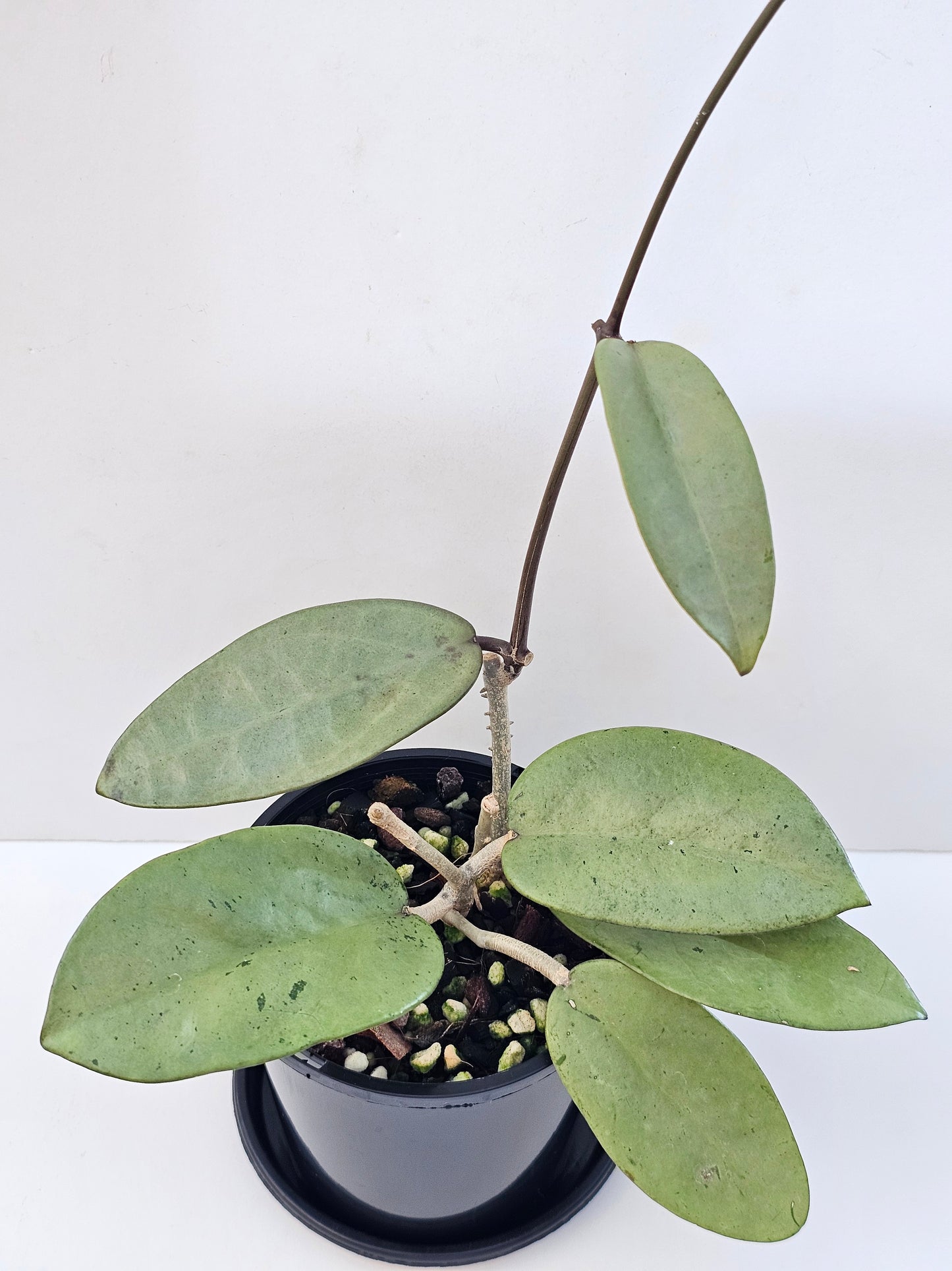 Hoya 'Silver Dollar'