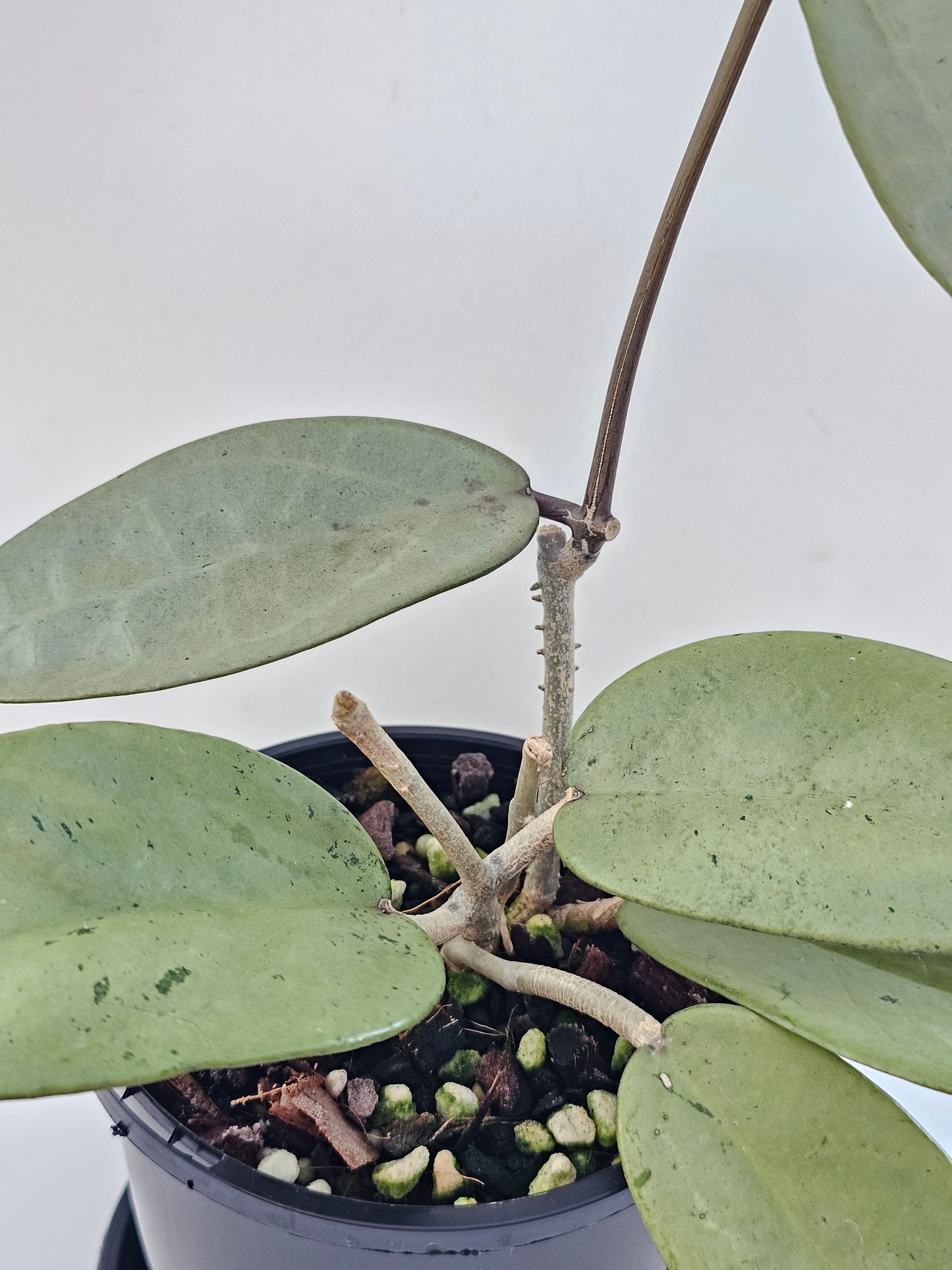 Hoya 'Silver Dollar'