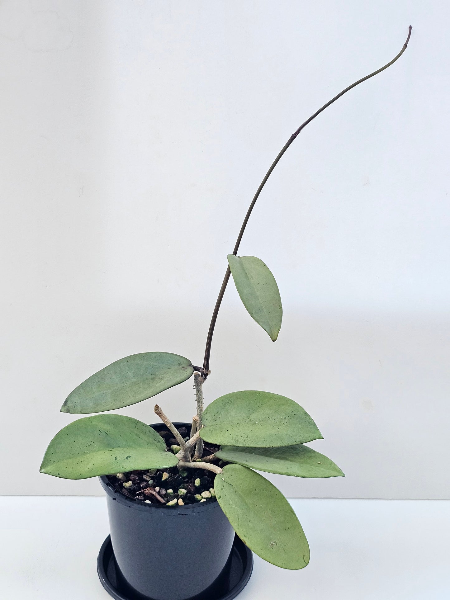 Hoya 'Silver Dollar'