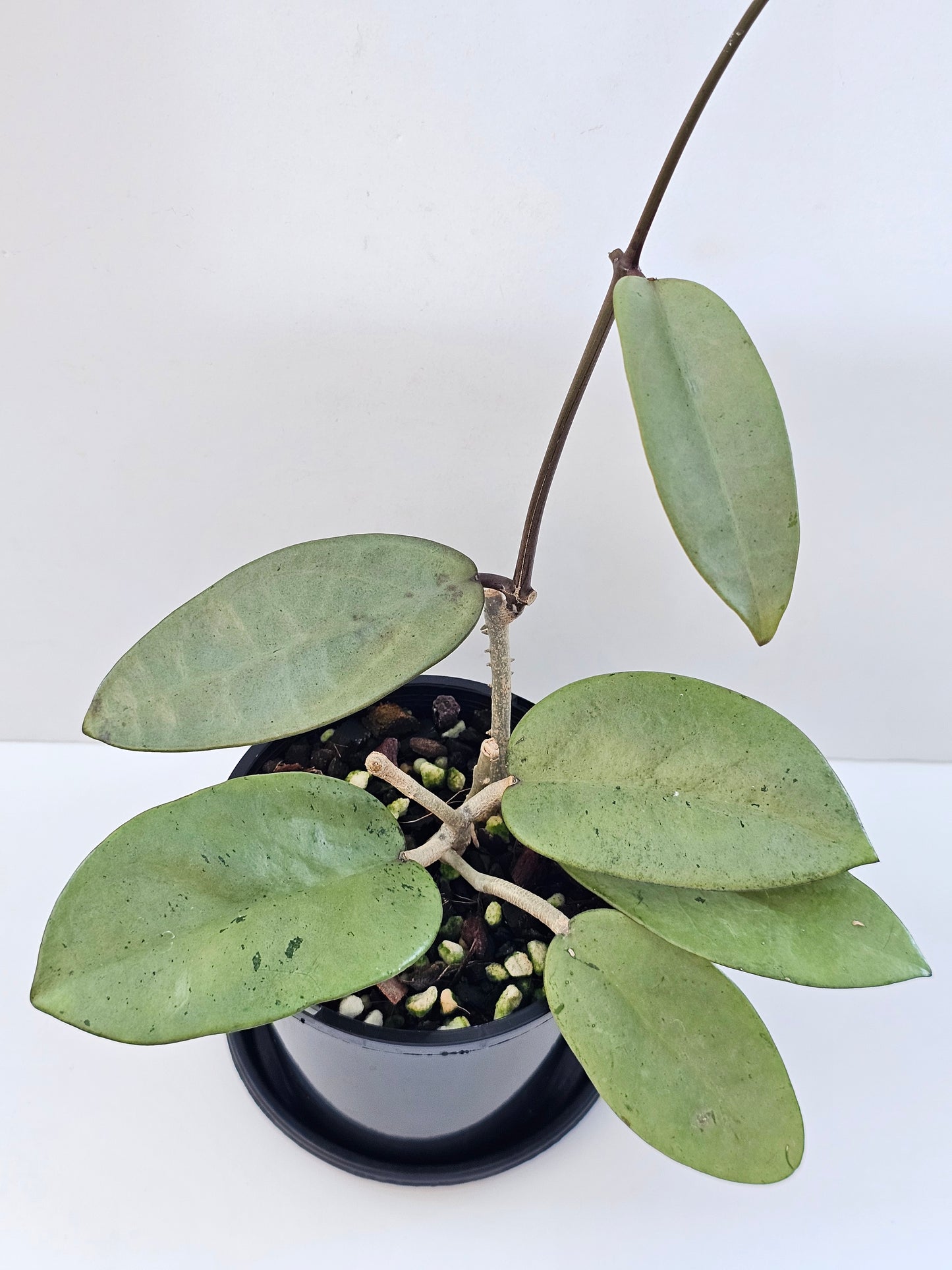 Hoya 'Silver Dollar'