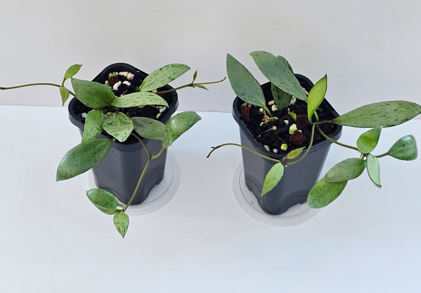 Hoya lacunosa 'Sulcata