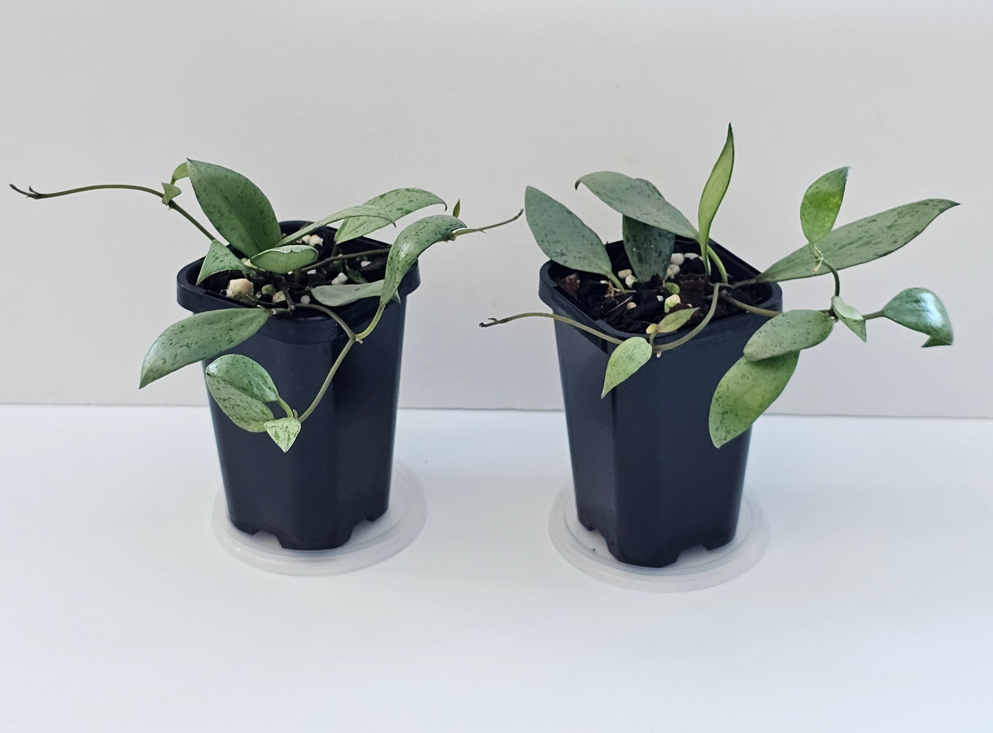 Hoya lacunosa 'Sulcata