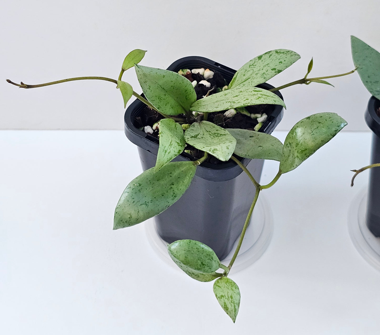 Hoya lacunosa 'Sulcata