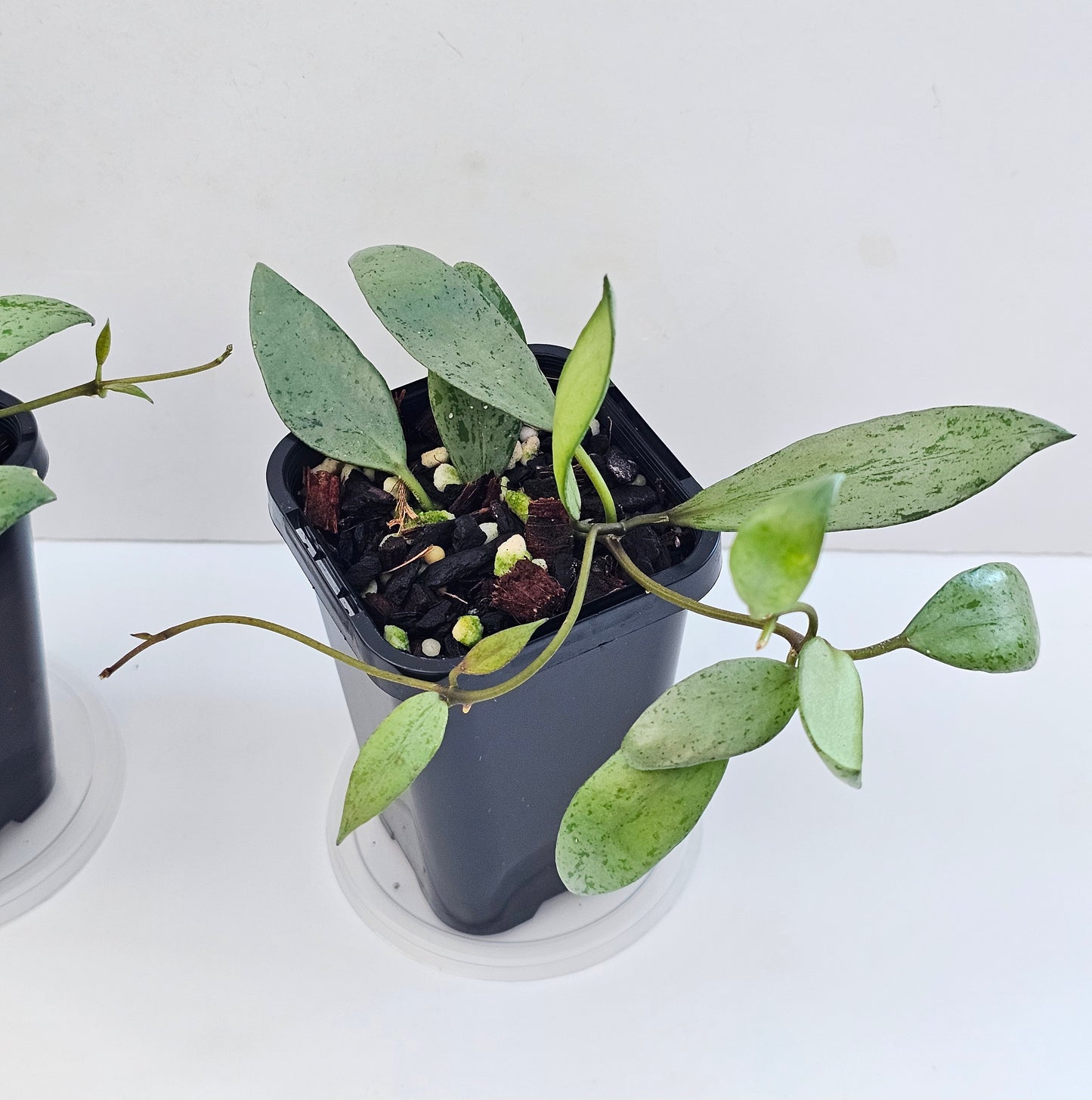 Hoya lacunosa 'Sulcata
