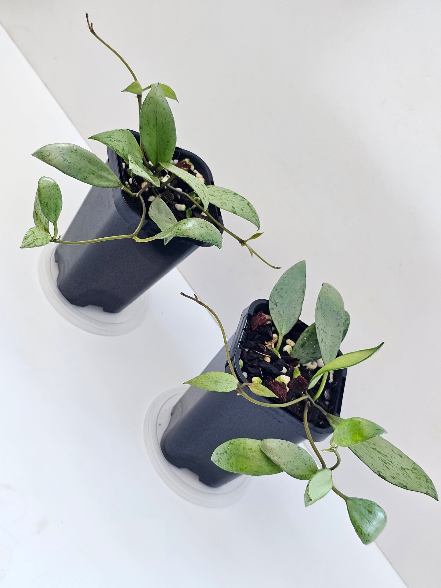 Hoya lacunosa 'Sulcata