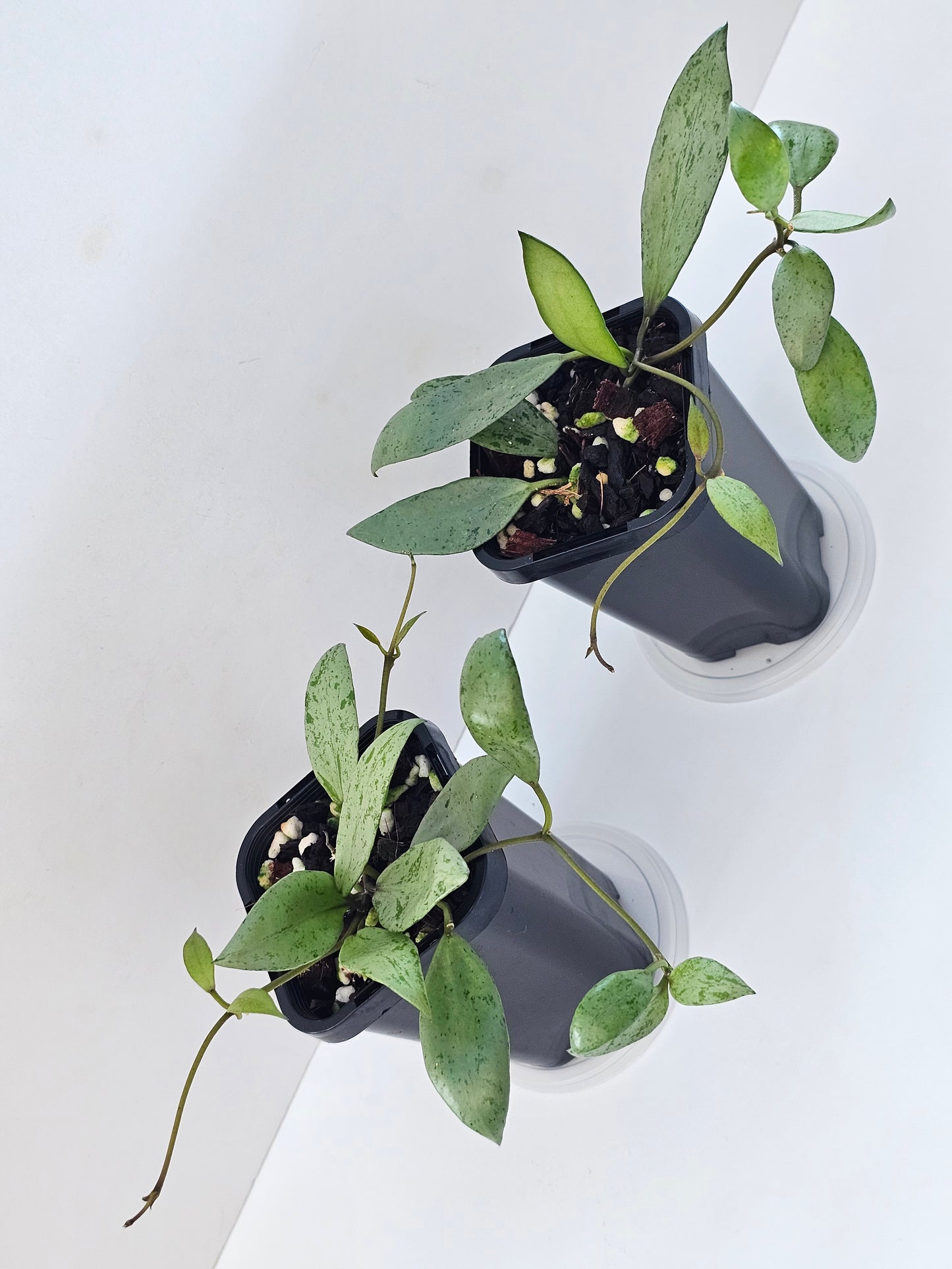 Hoya lacunosa 'Sulcata