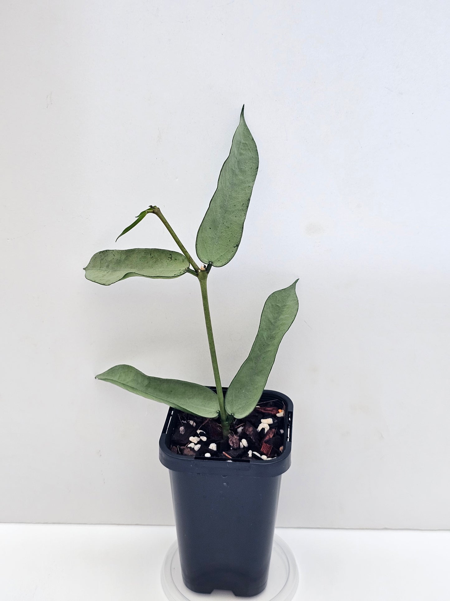Hoya pandurata 'Tsiang Silver' #1