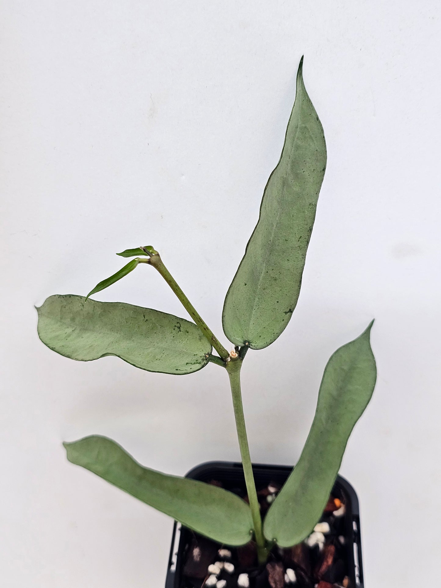 Hoya pandurata 'Tsiang Silver' #1