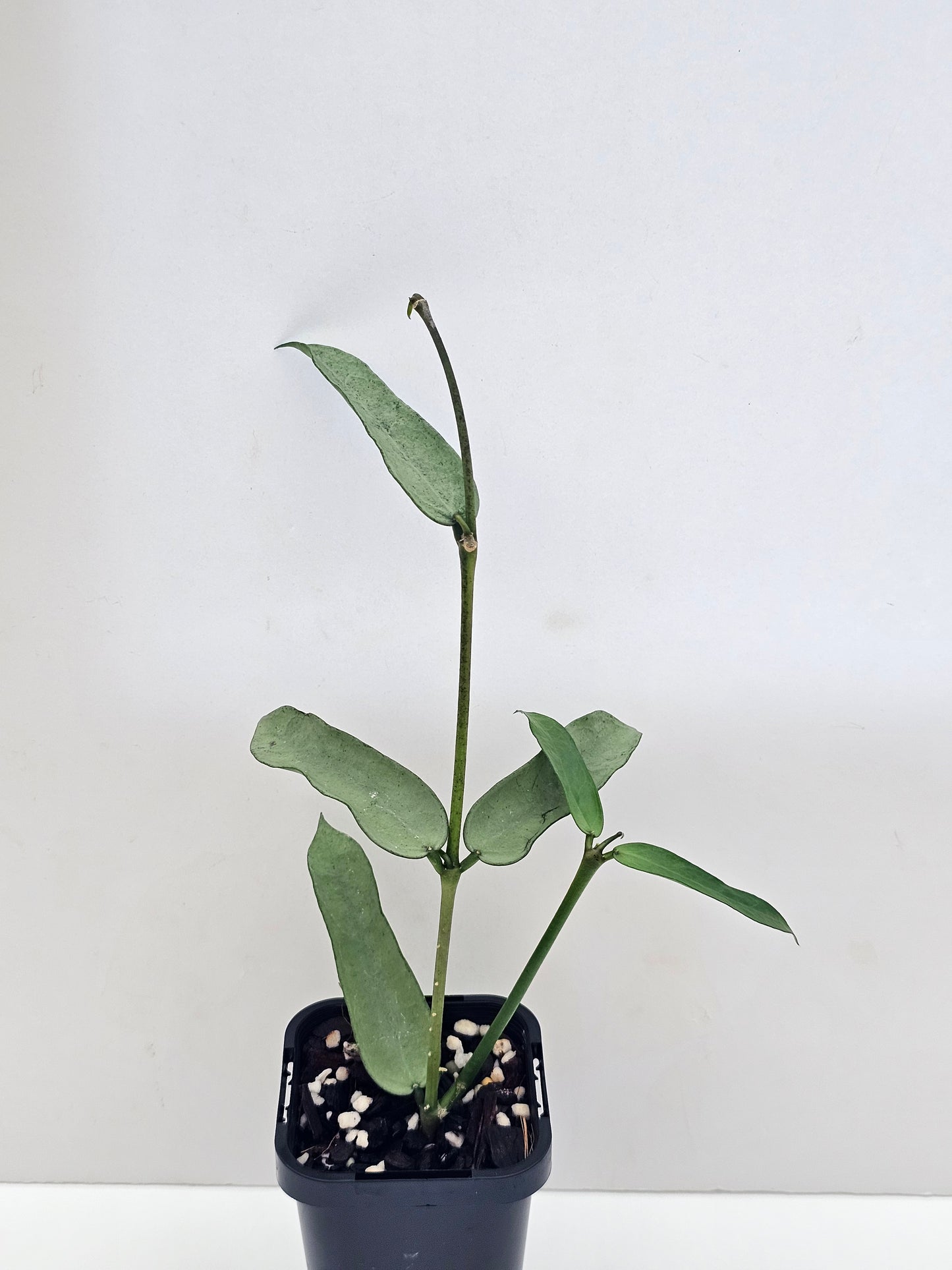 Hoya Pandurata 'Tsiang Silver' #2