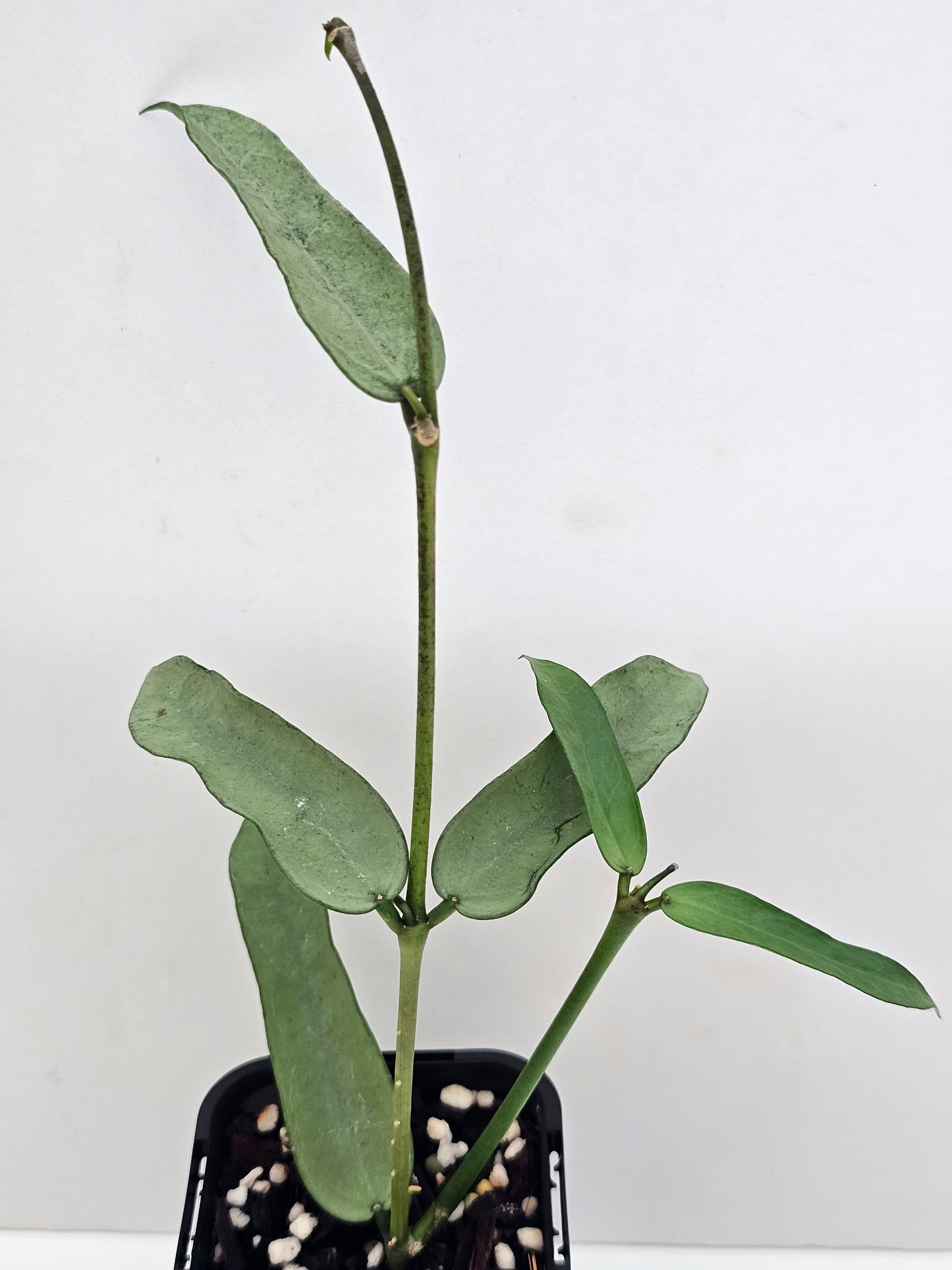 Hoya Pandurata 'Tsiang Silver' #2