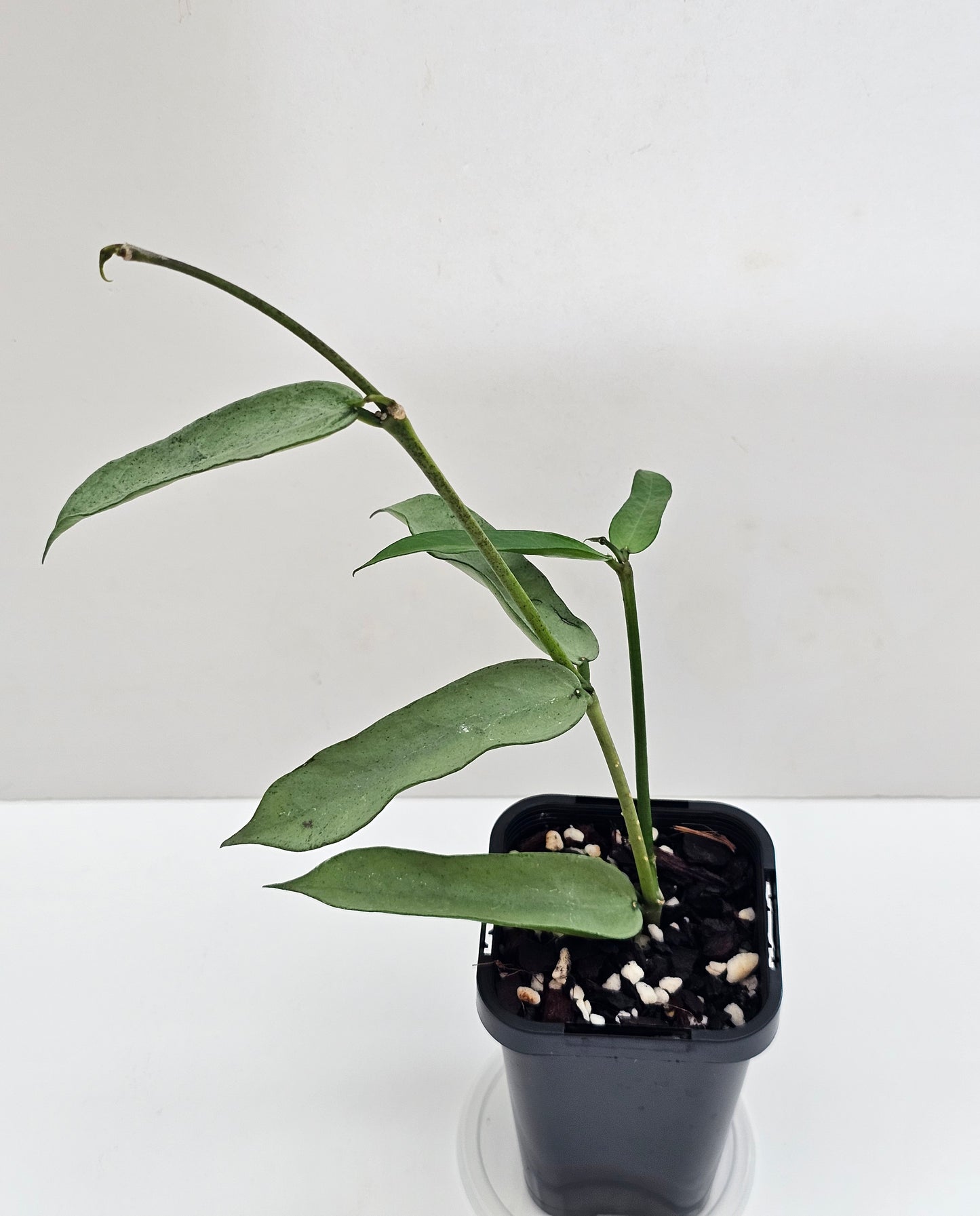Hoya Pandurata 'Tsiang Silver' #2