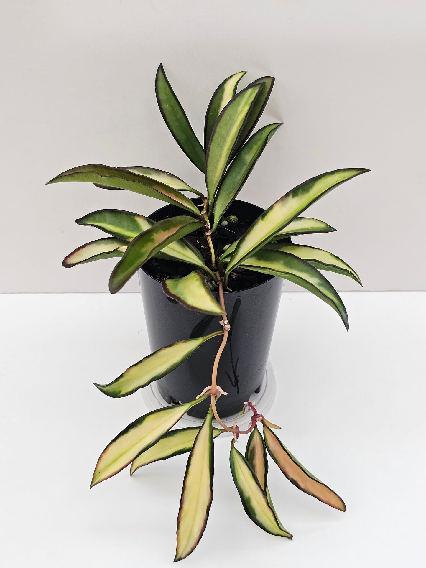 Hoya wayetii variegated