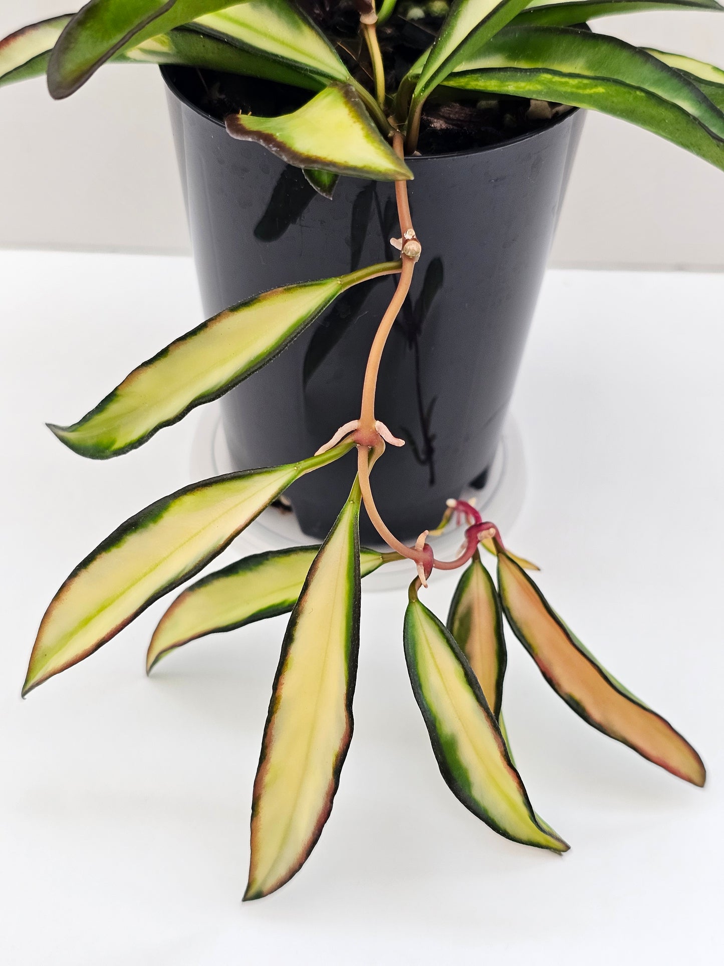 Hoya wayetii variegated