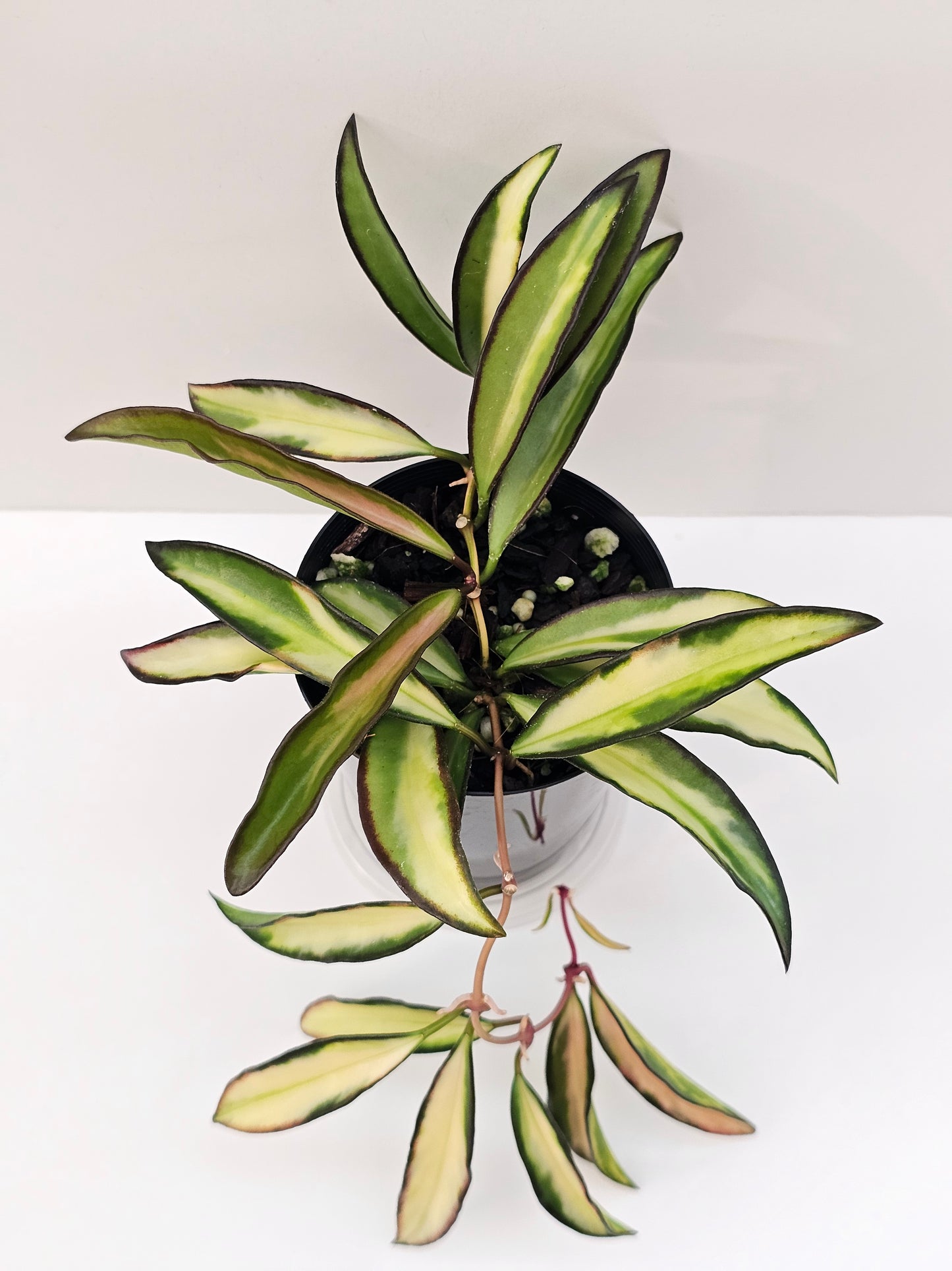Hoya wayetii variegated
