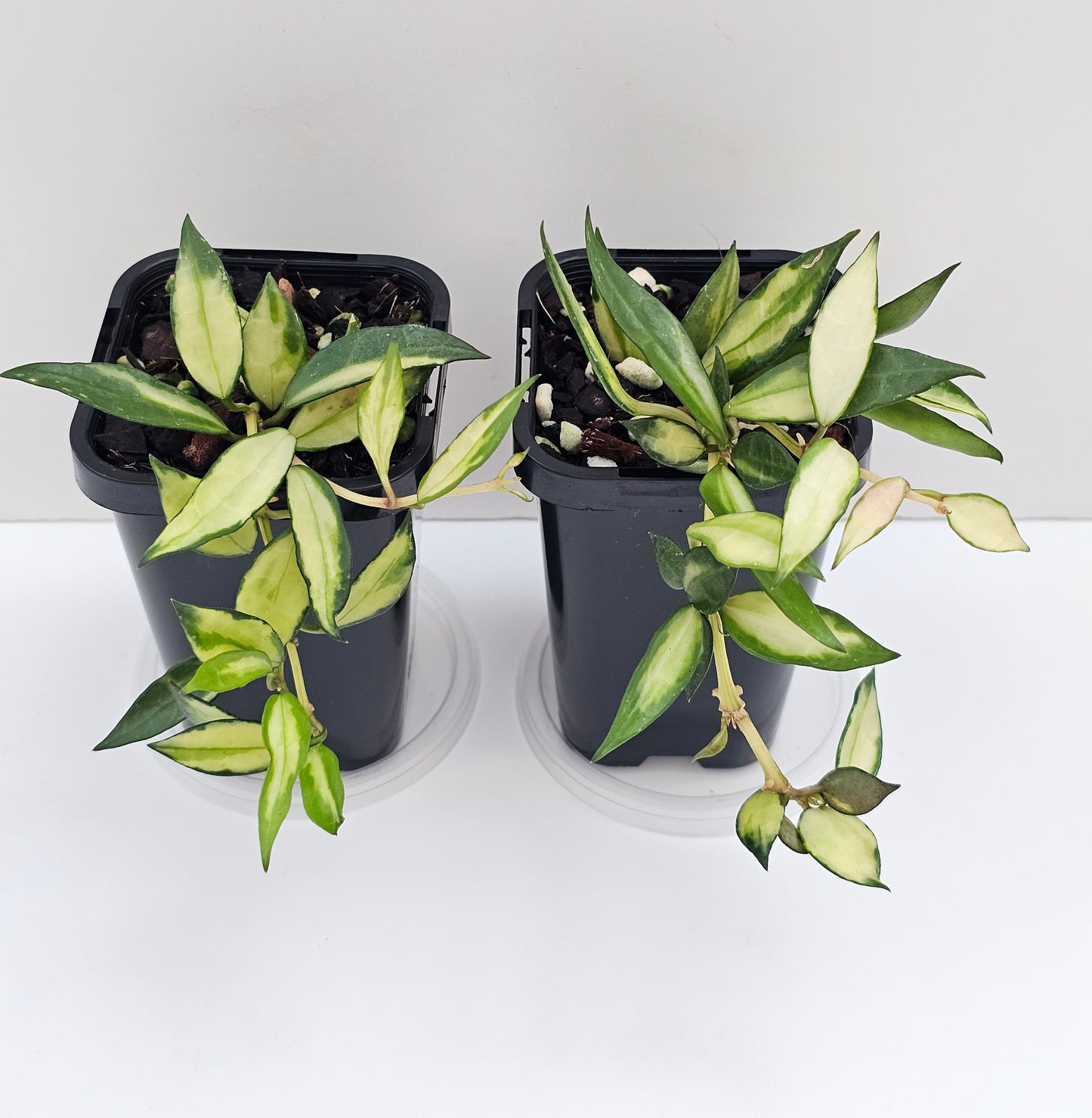 Hoya lacunosa 'Inner Variegated'