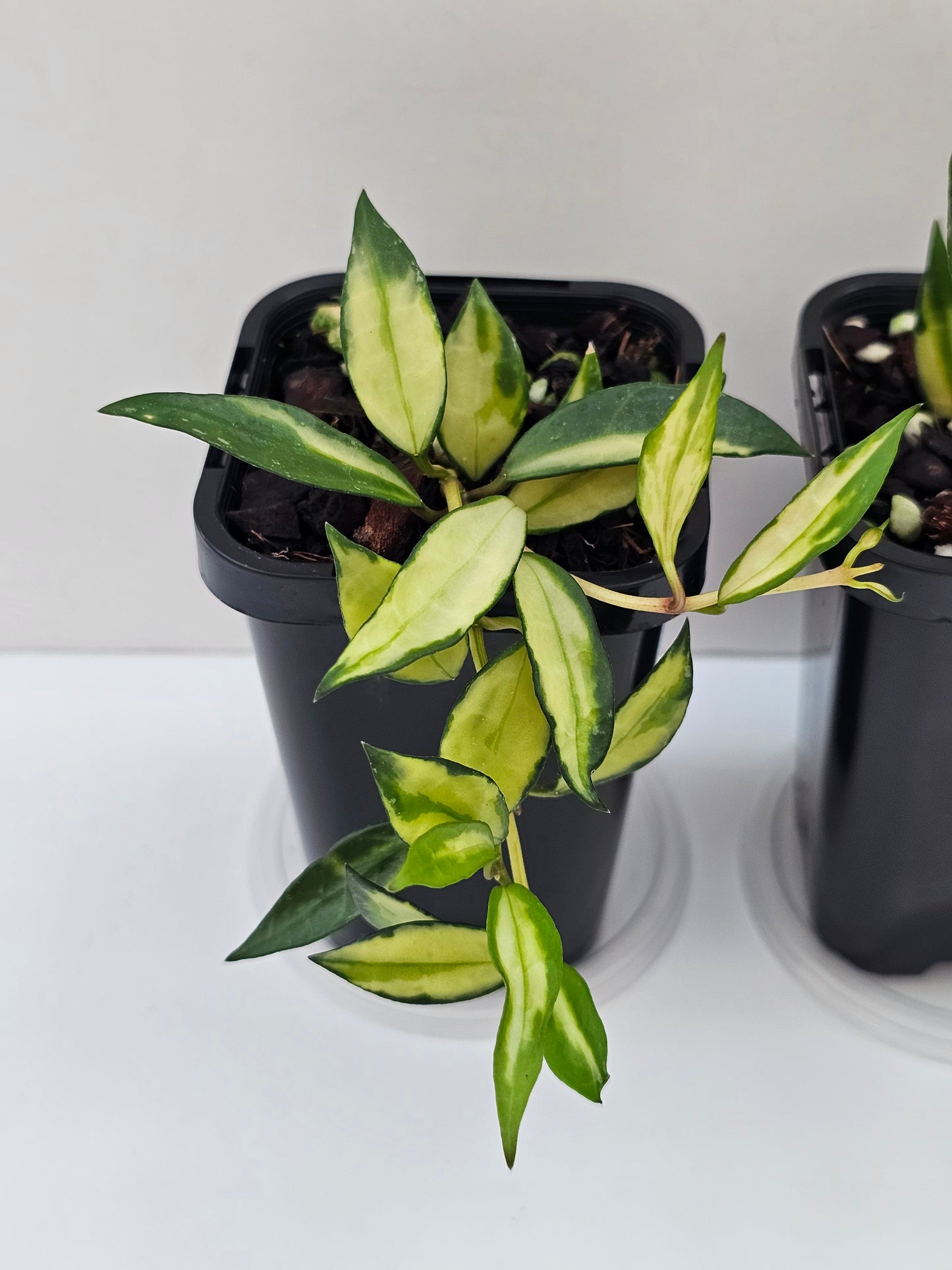 Hoya lacunosa 'Inner Variegated'