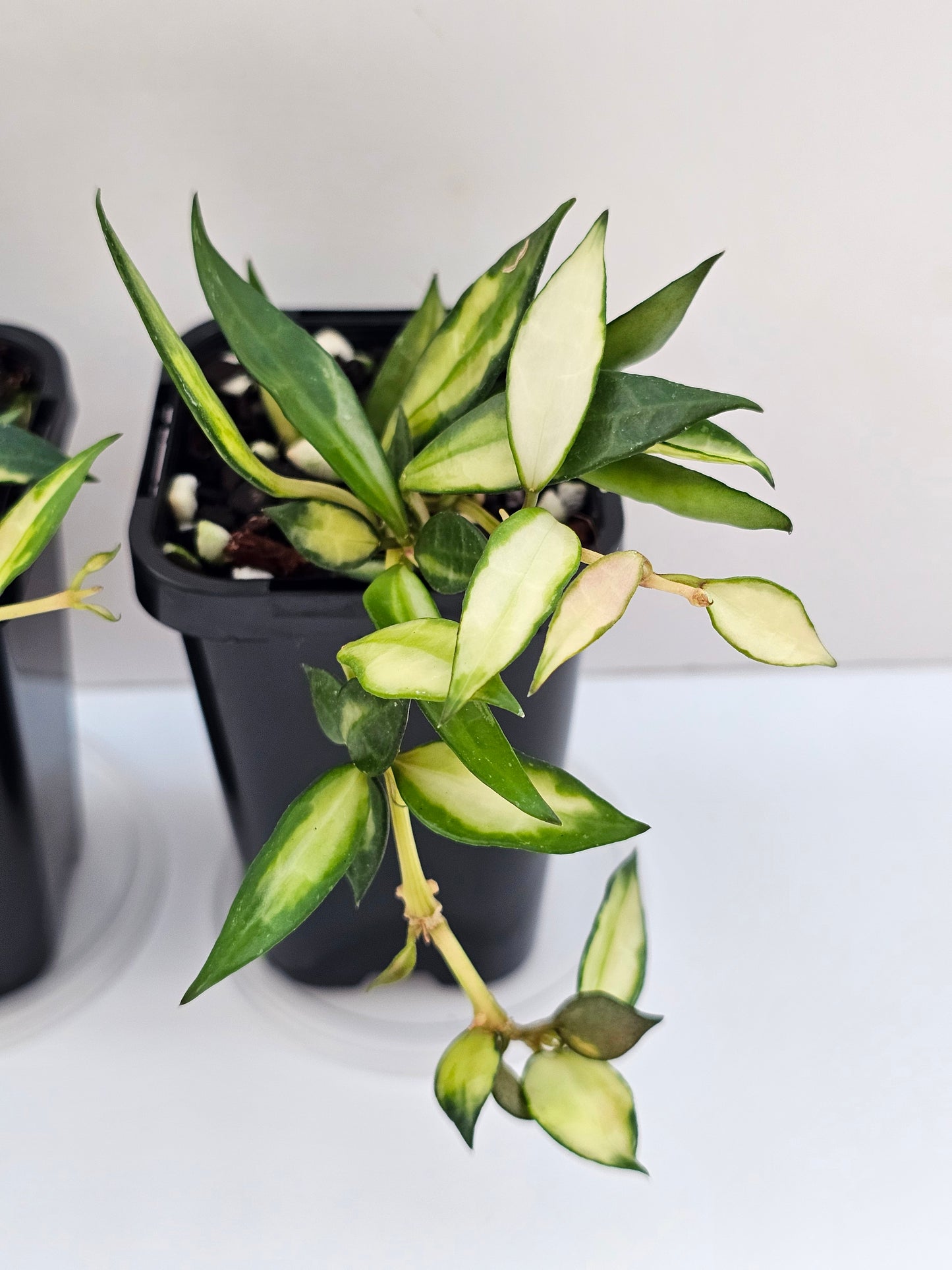 Hoya lacunosa 'Inner Variegated'