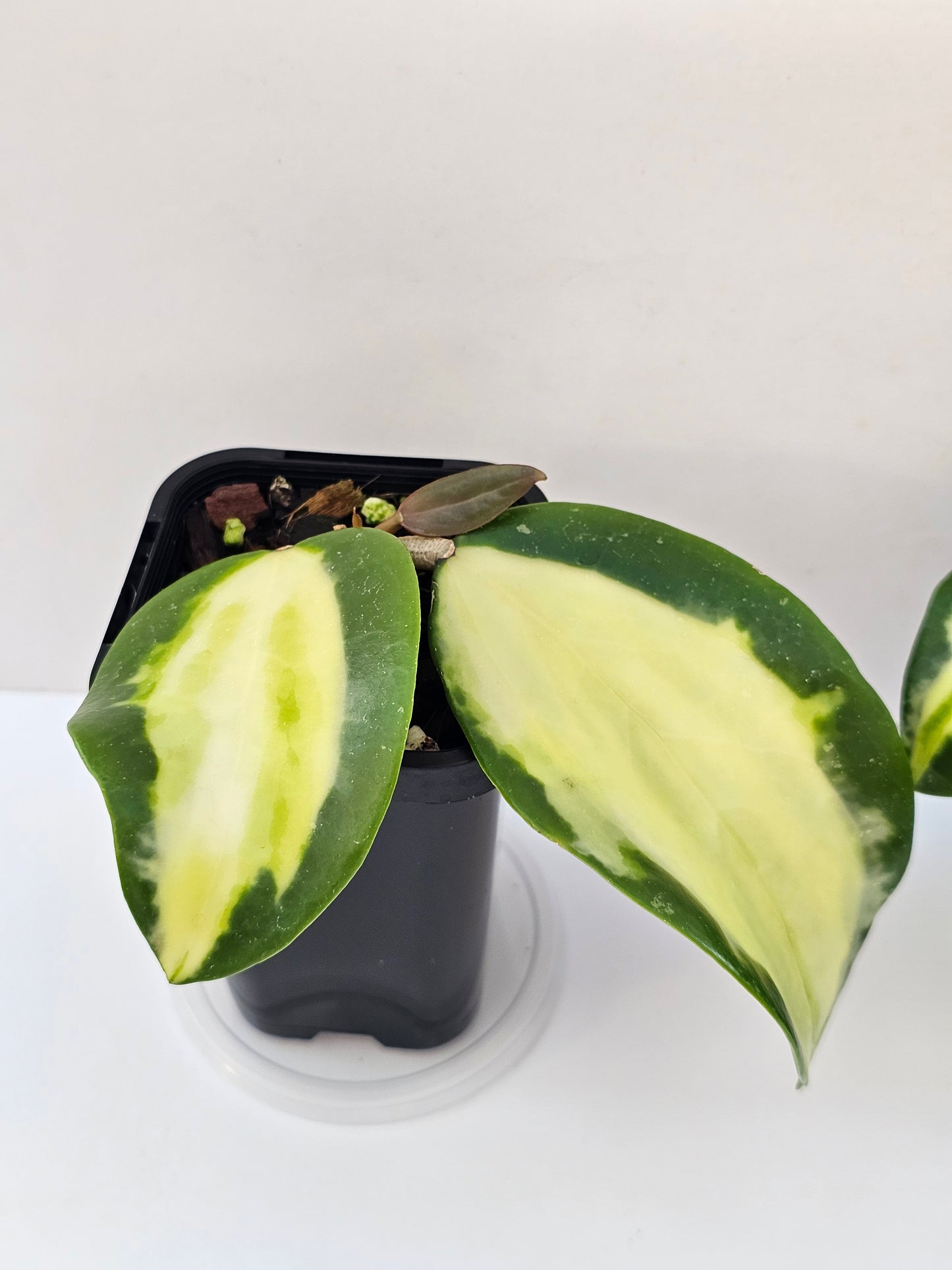 Hoya verticillata (Inner Variegated)