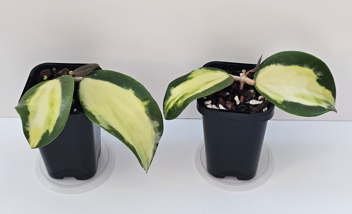 Hoya verticillata (Inner Variegated)