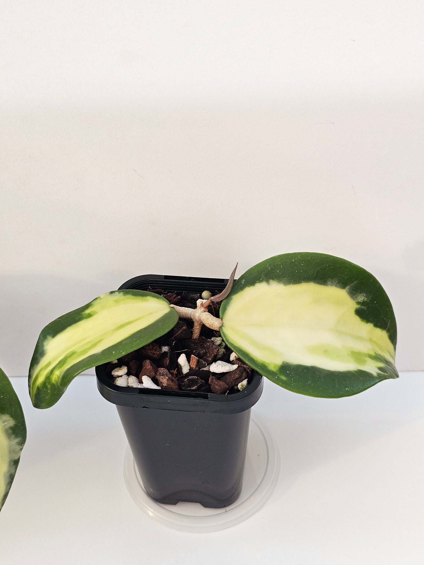 Hoya verticillata (Inner Variegated)