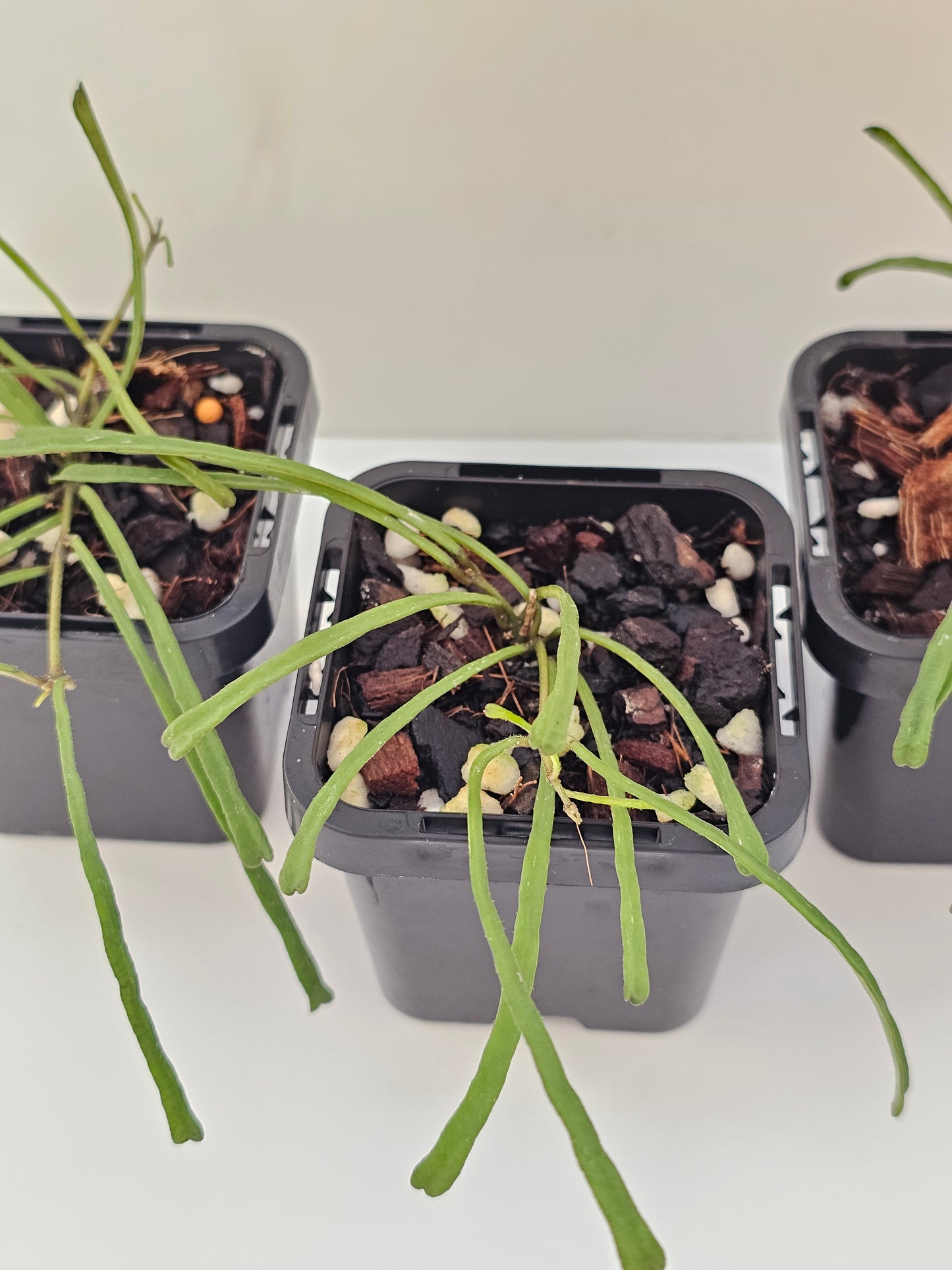 Hoya retusa