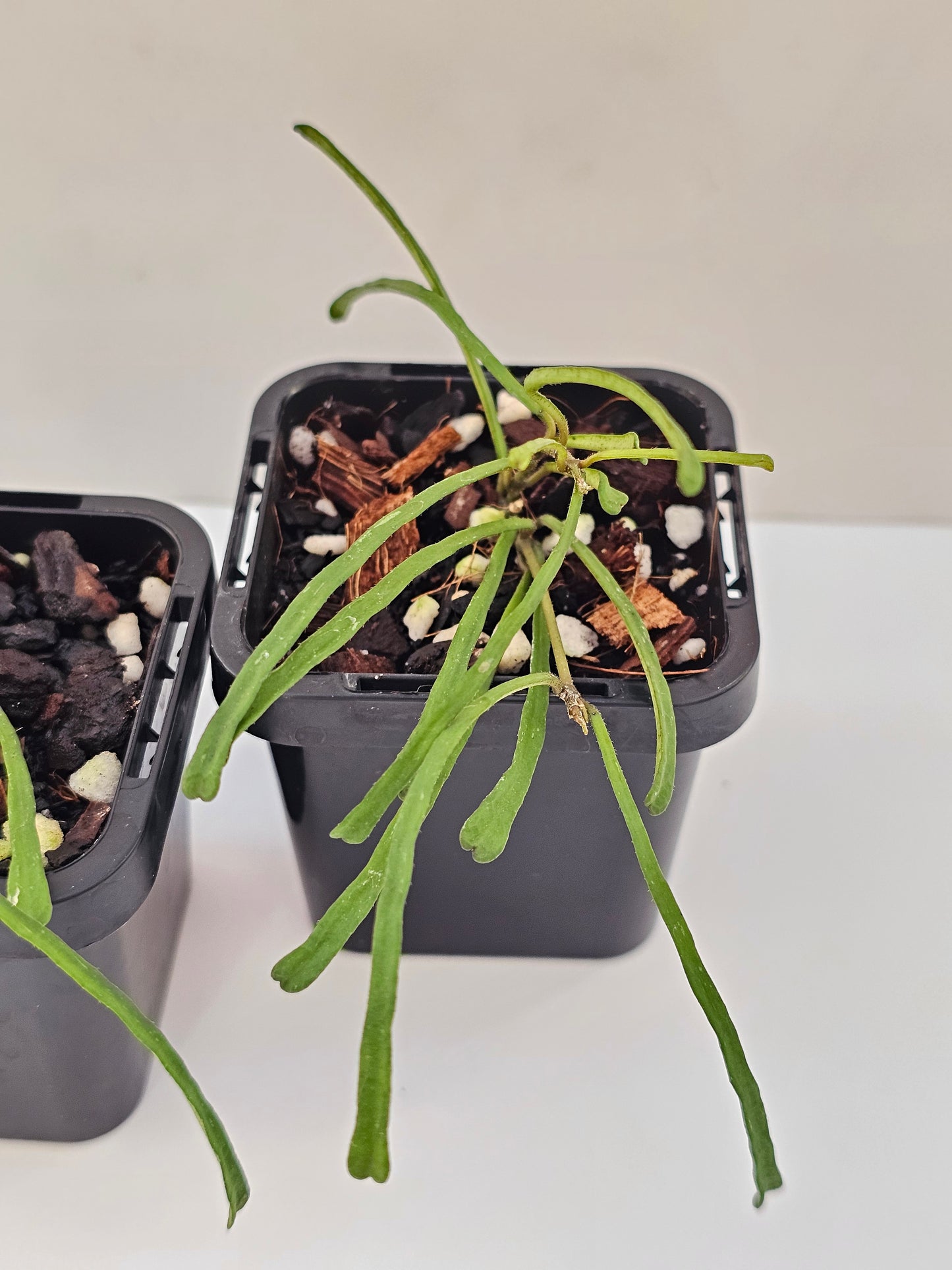 Hoya retusa