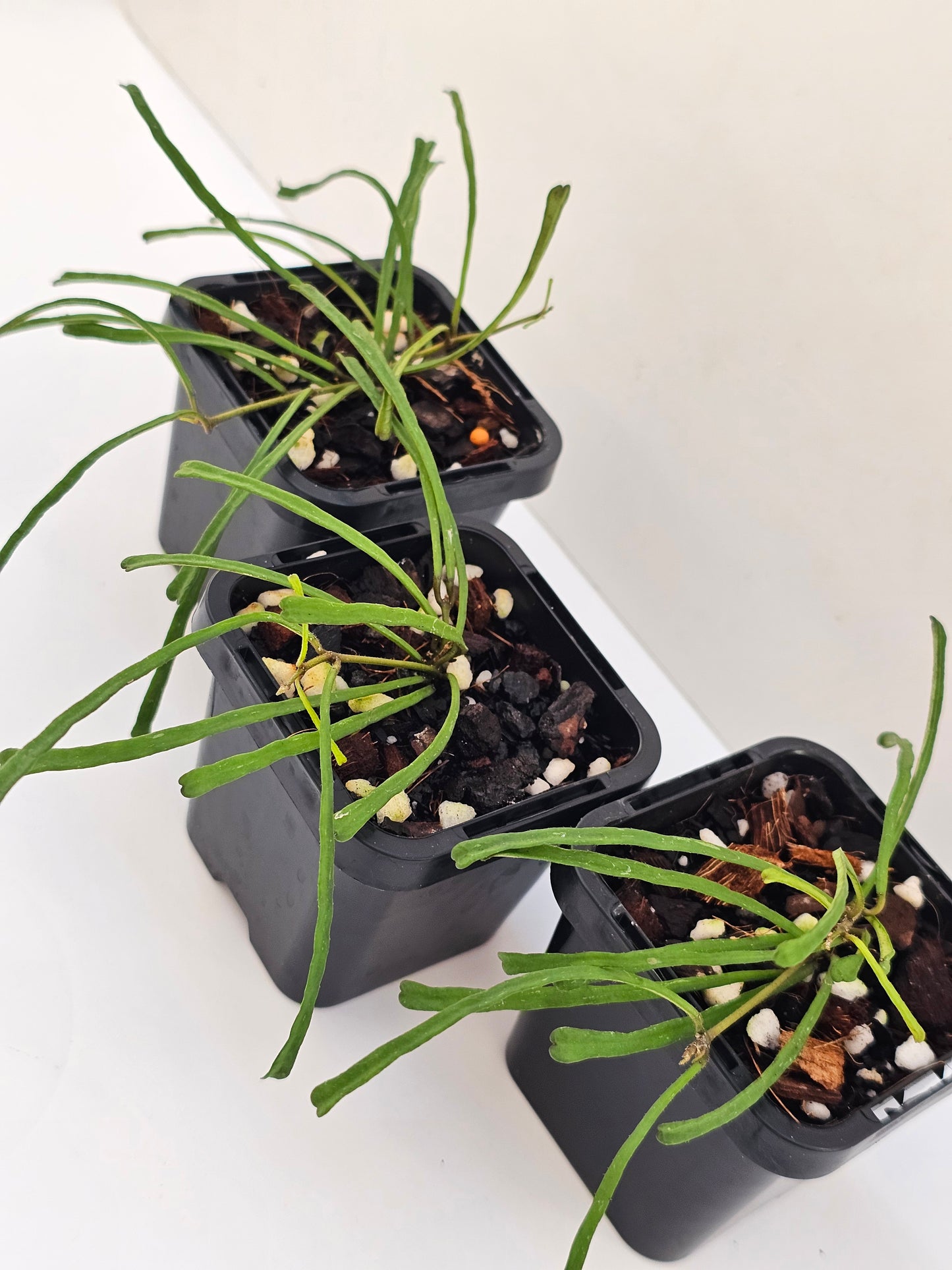 Hoya retusa