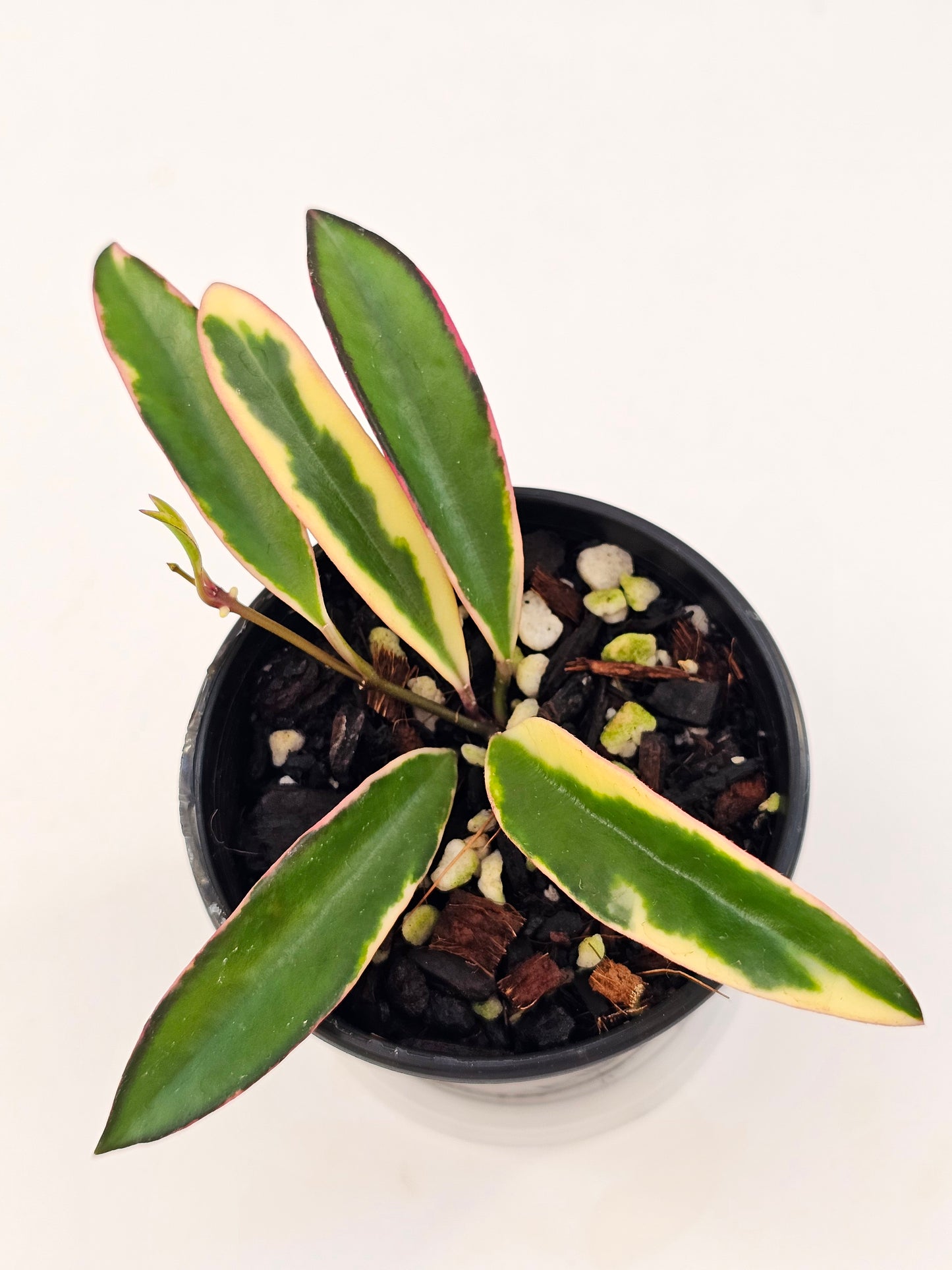 Hoya kentiana 'Lori Lyn'