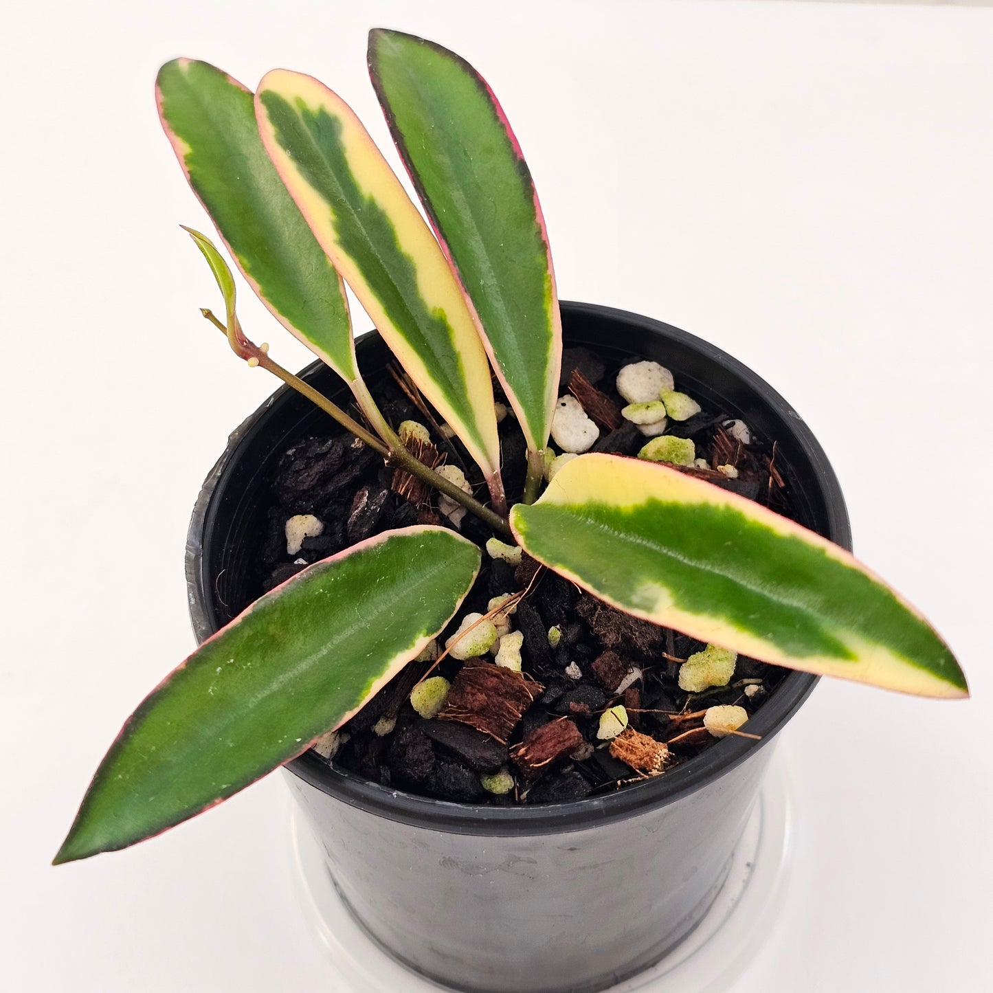 Hoya kentiana 'Lori Lyn'