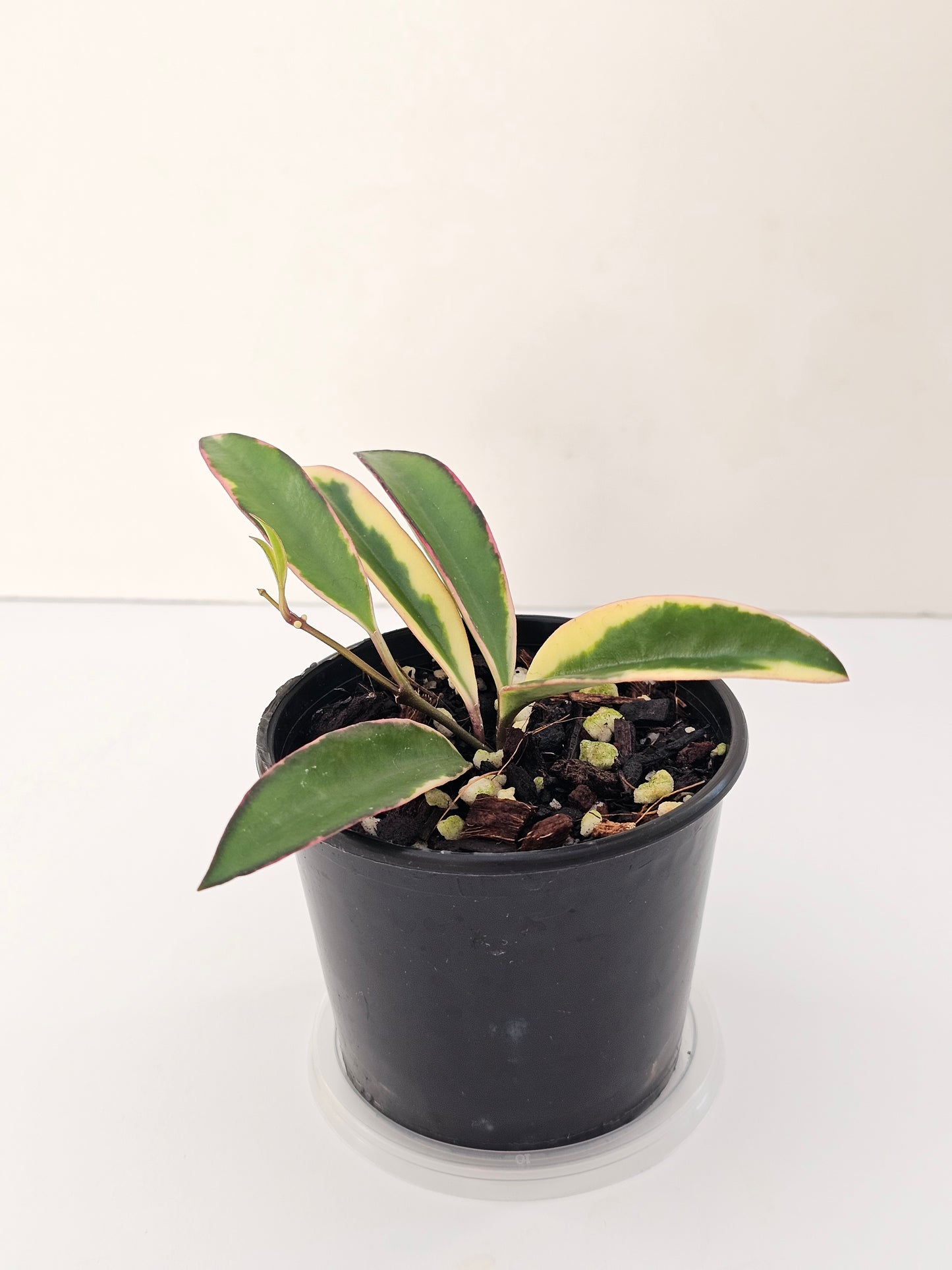 Hoya kentiana 'Lori Lyn'