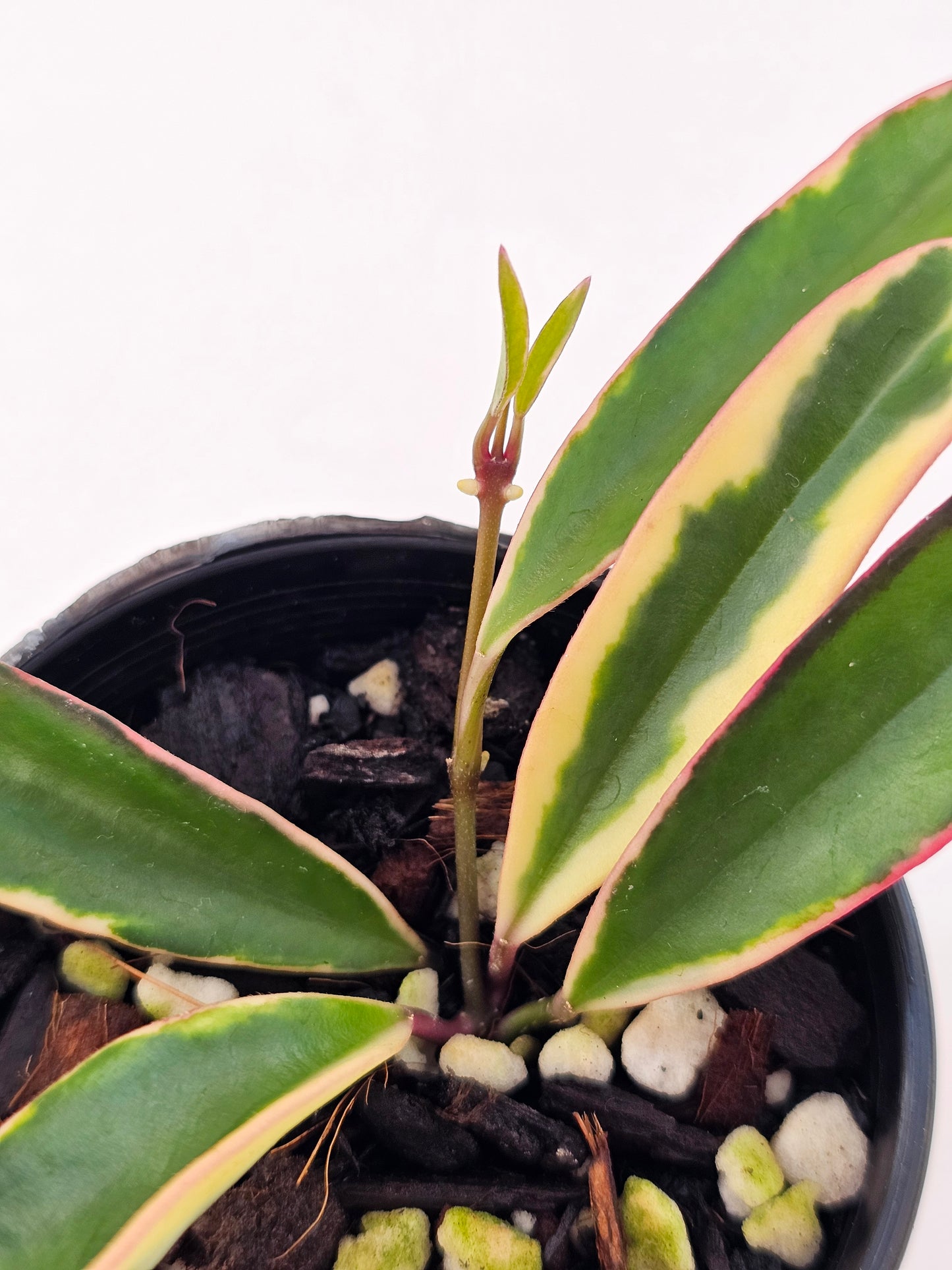 Hoya kentiana 'Lori Lyn'