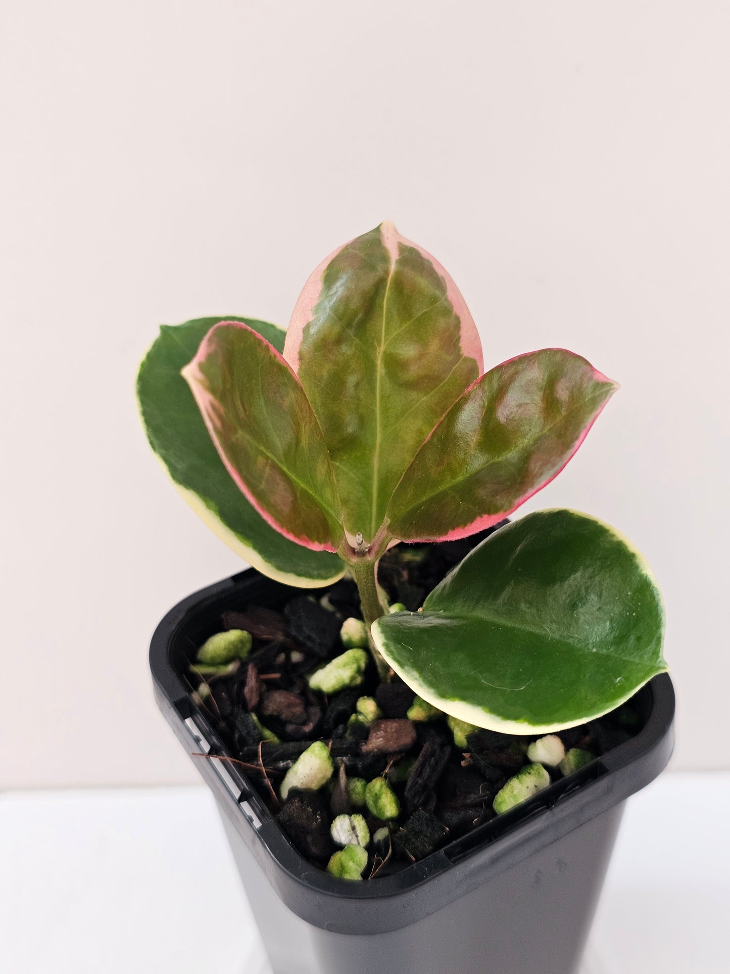 Hoya australis ssp Tenuipes Albo 'Blondie' #3