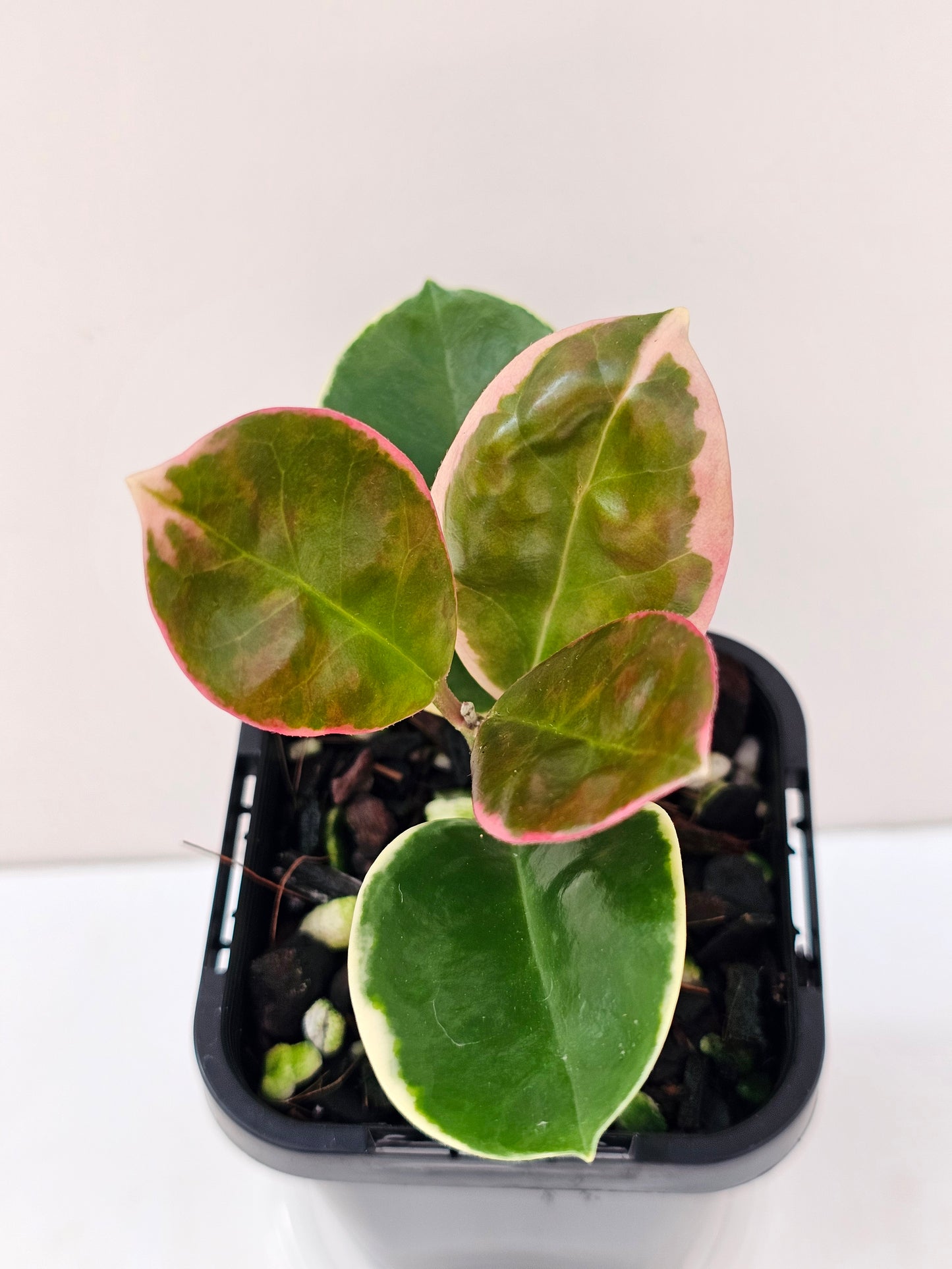 Hoya australis ssp Tenuipes Albo 'Blondie' #3