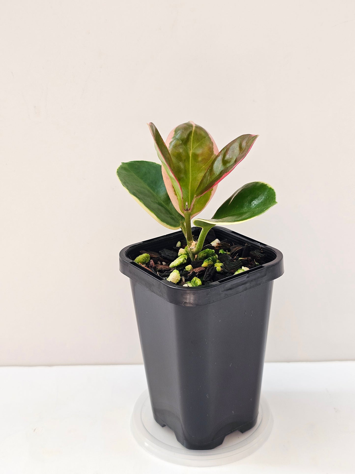 Hoya australis ssp Tenuipes Albo 'Blondie' #3