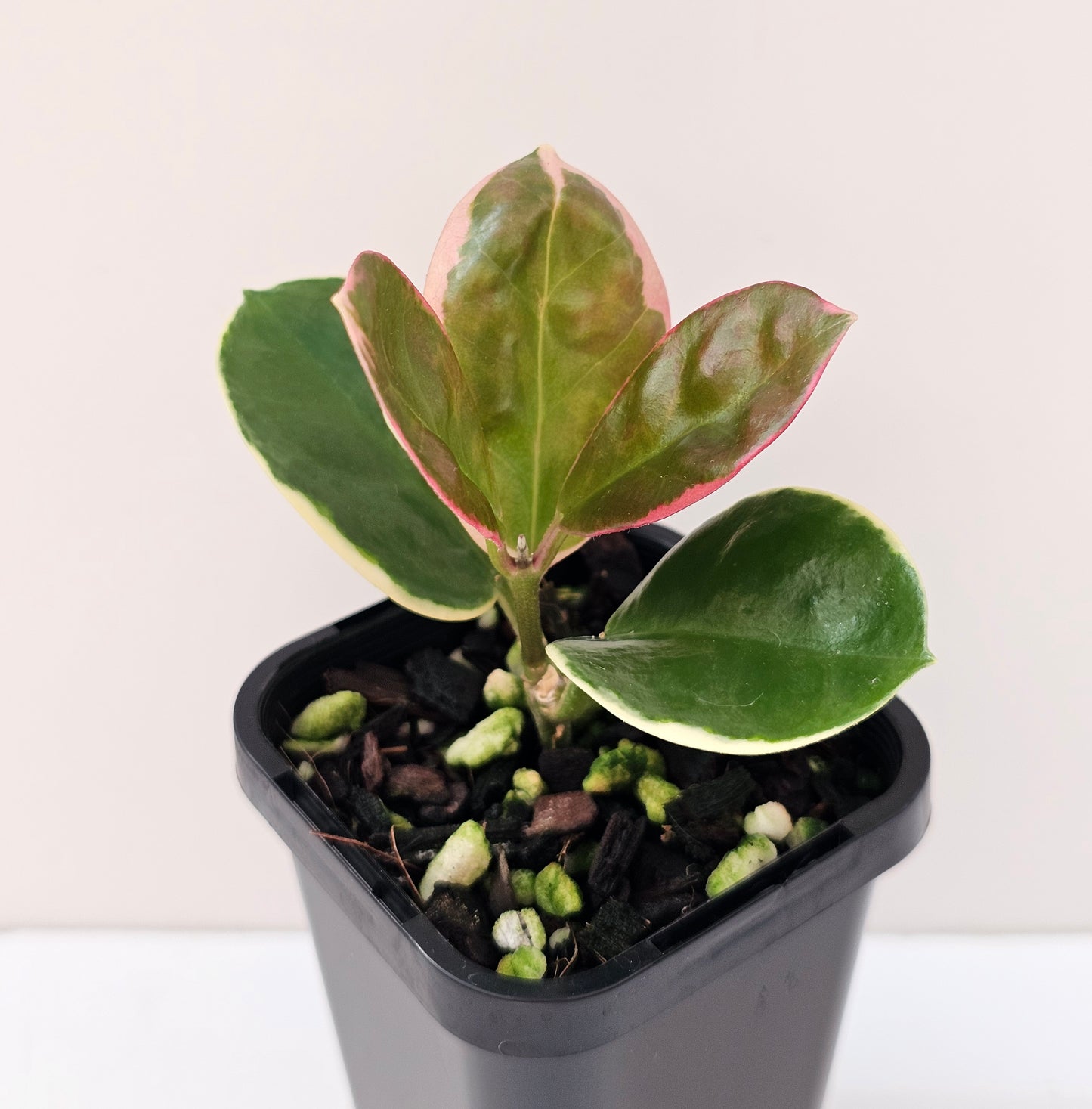 Hoya australis ssp Tenuipes Albo 'Blondie' #3