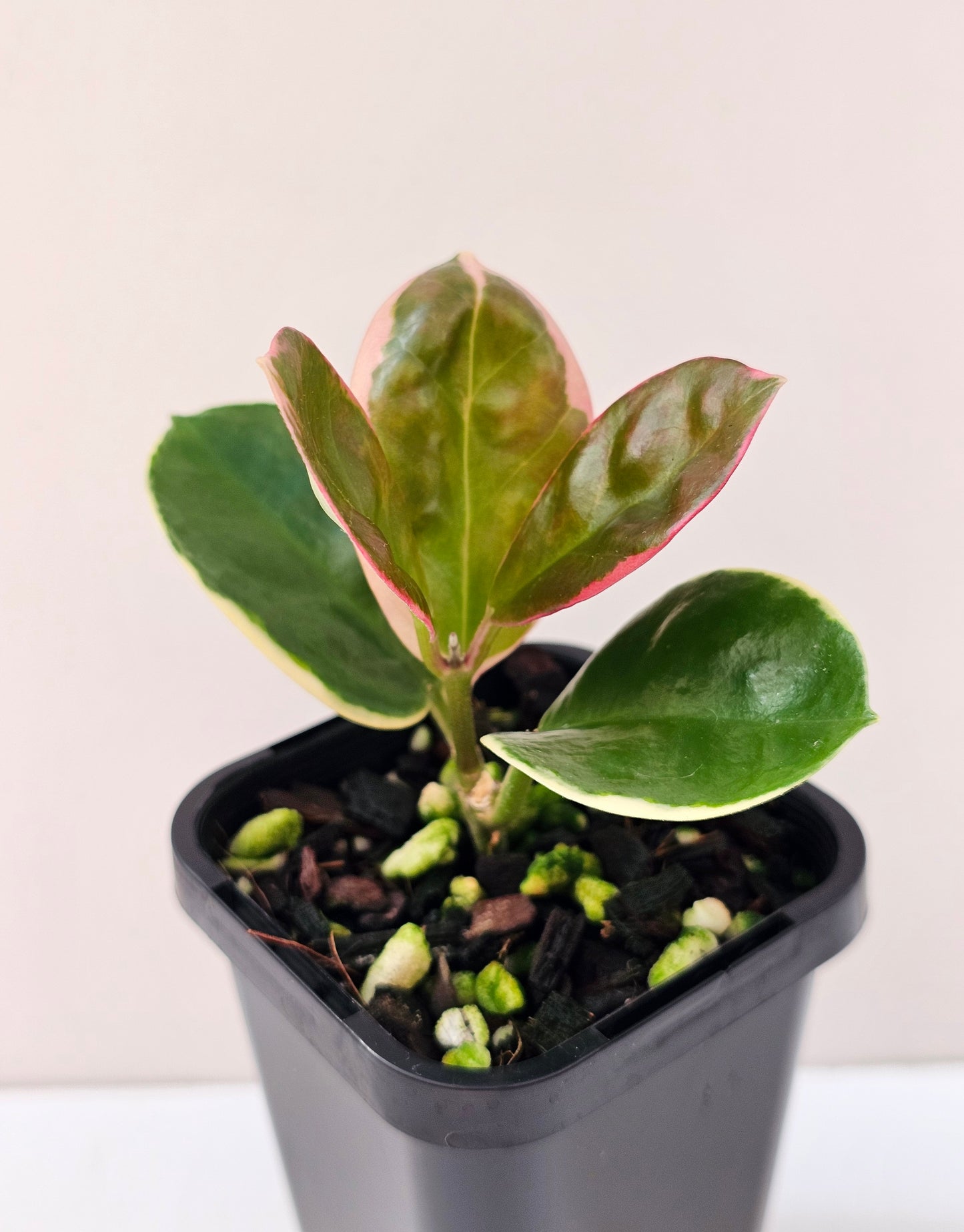 Hoya australis ssp Tenuipes Albo 'Blondie' #3