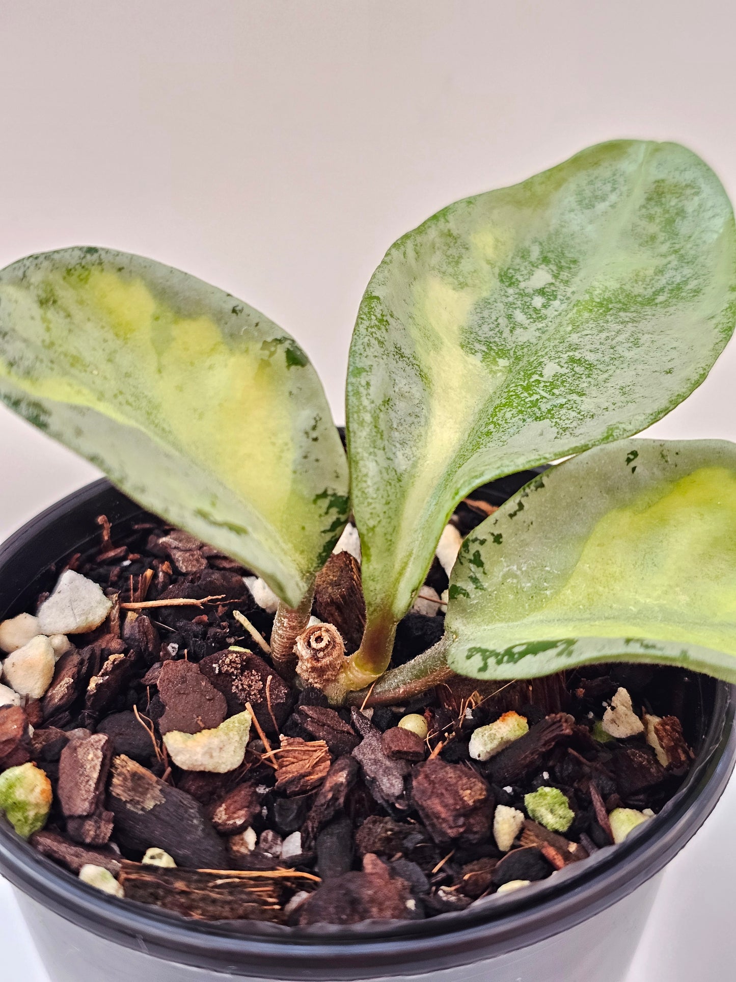 Hoya carnosa 'Argentea Princess'