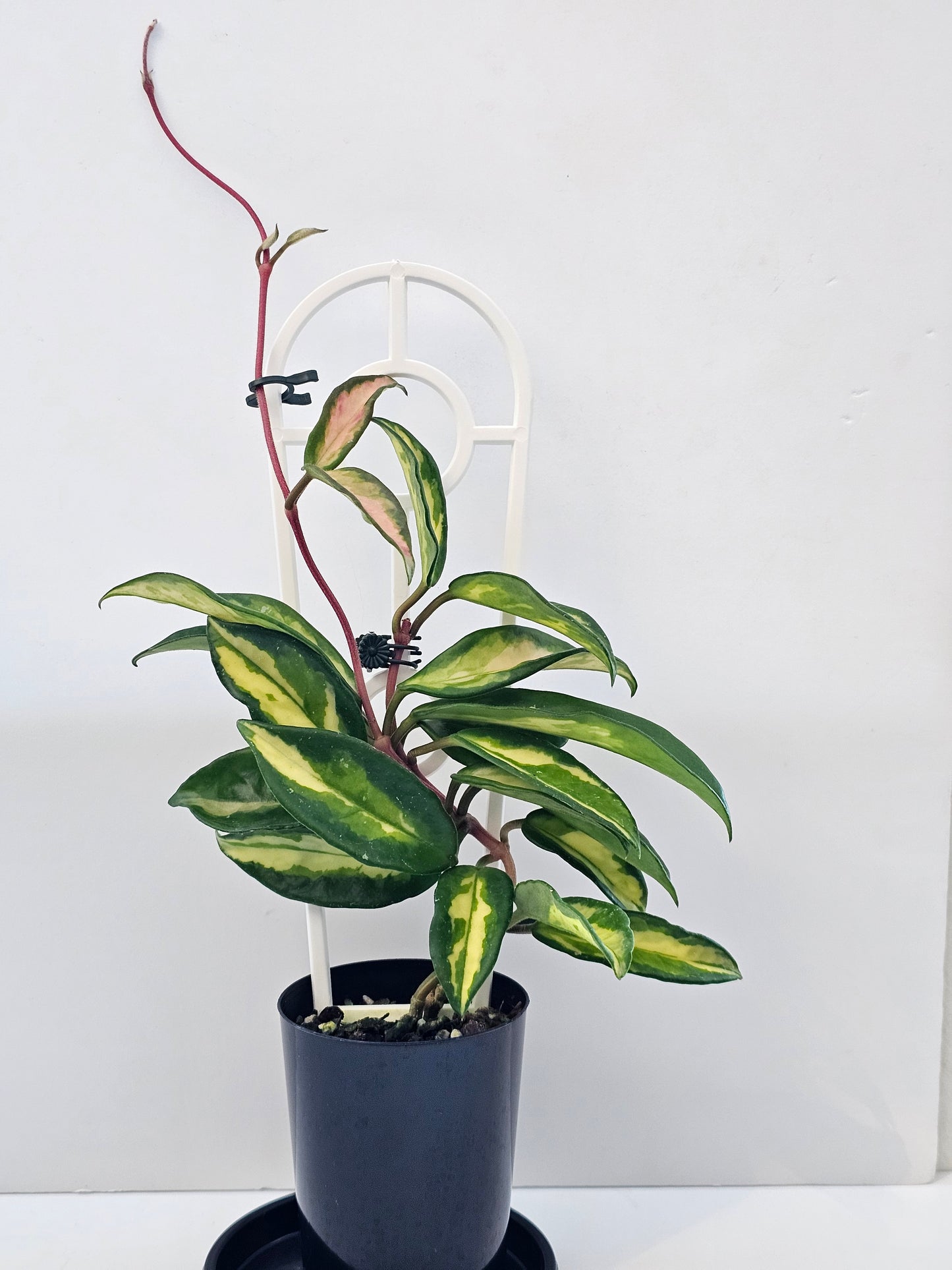 Hoya carnosa 'Krimson Princess'👸