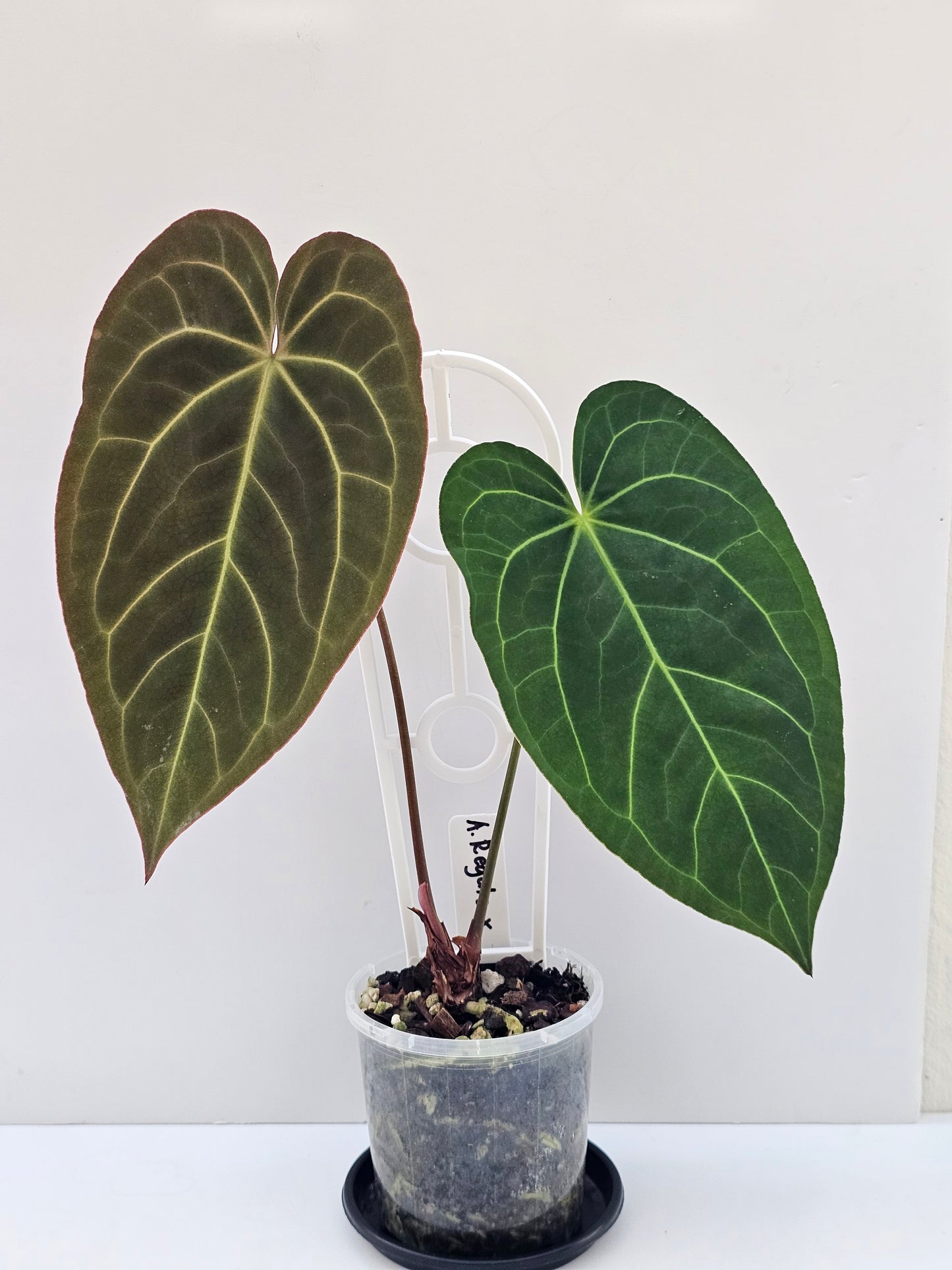 💥Anthurium regale x💥