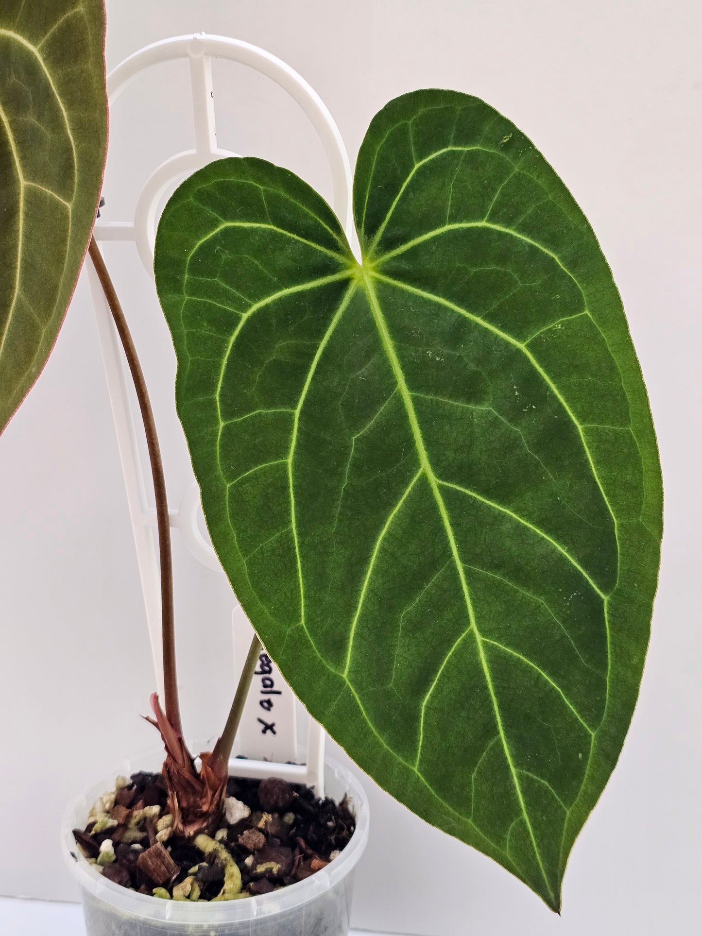 💥Anthurium regale x💥