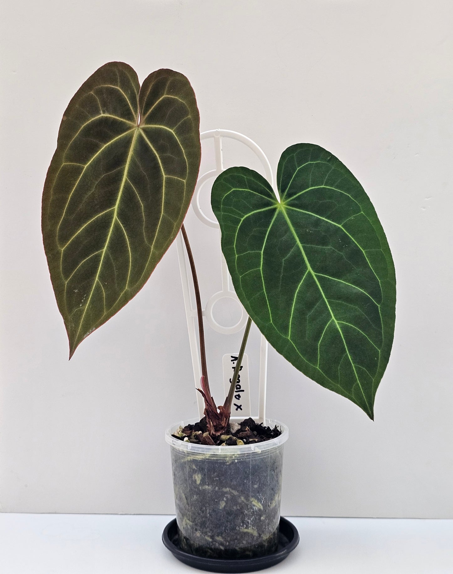 💥Anthurium regale x💥
