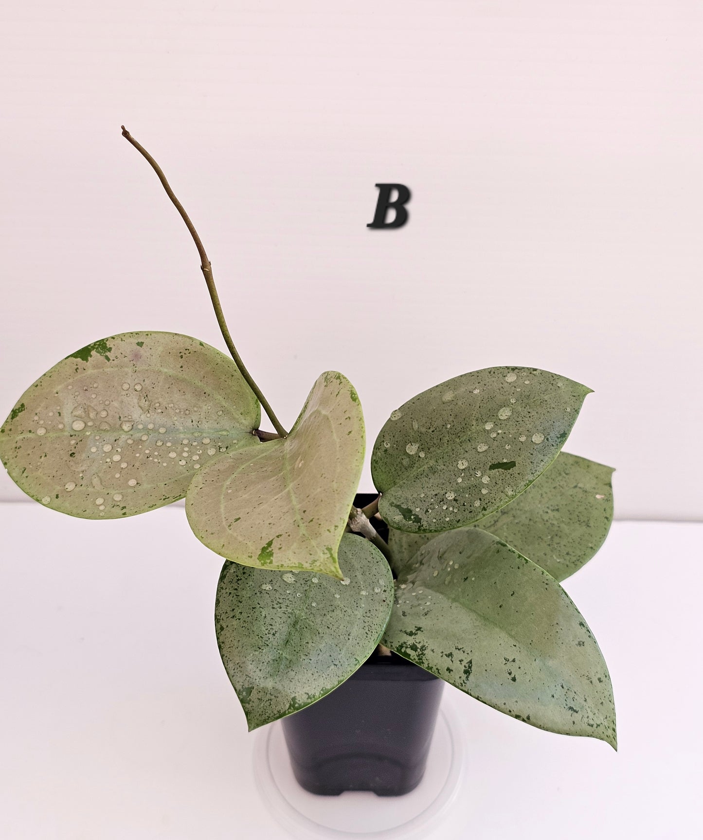 💥💫Hoya verticillata "Heart Silver' 💫💥
