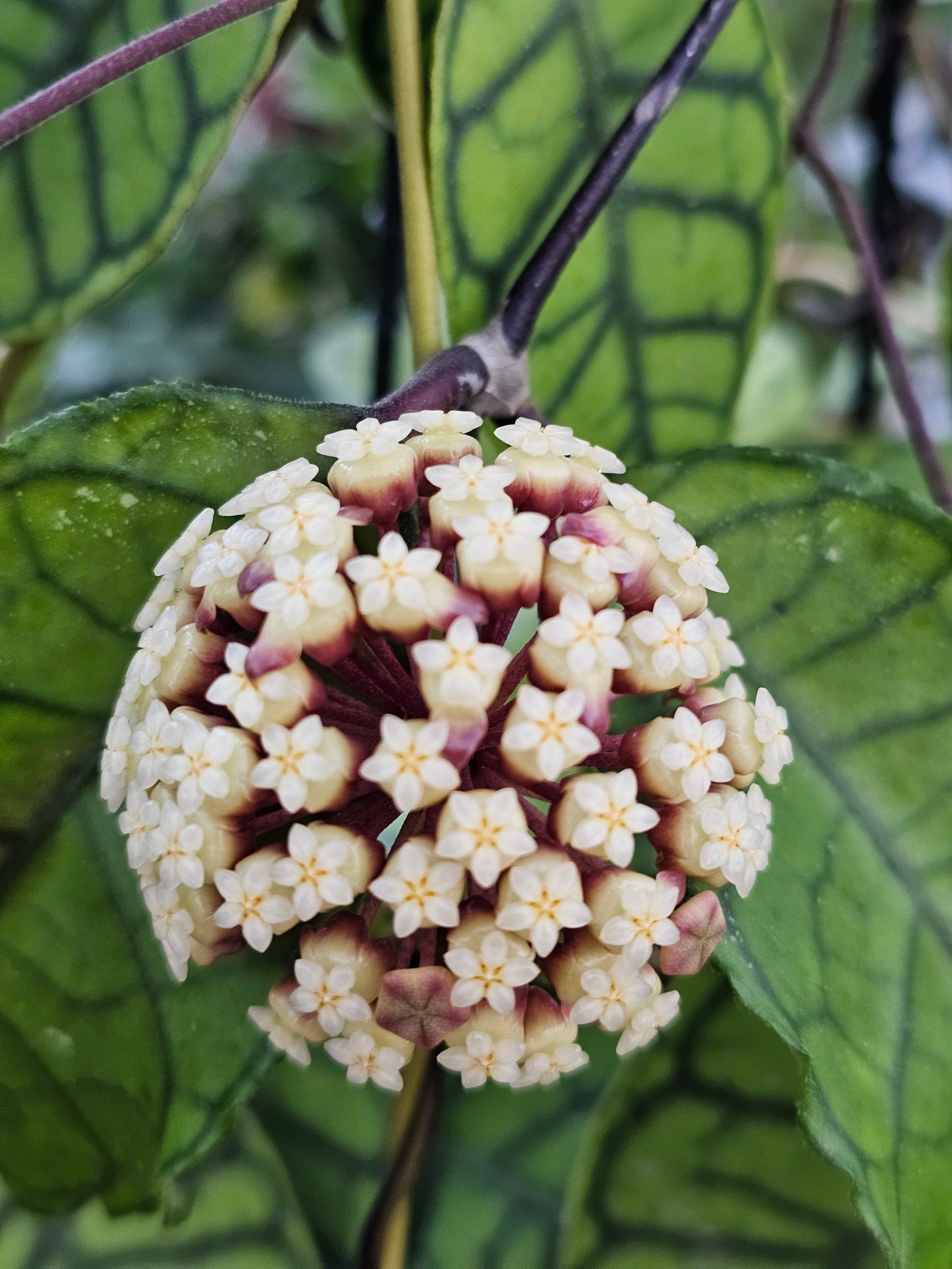 🌸Custom Order for HQ🌸#1